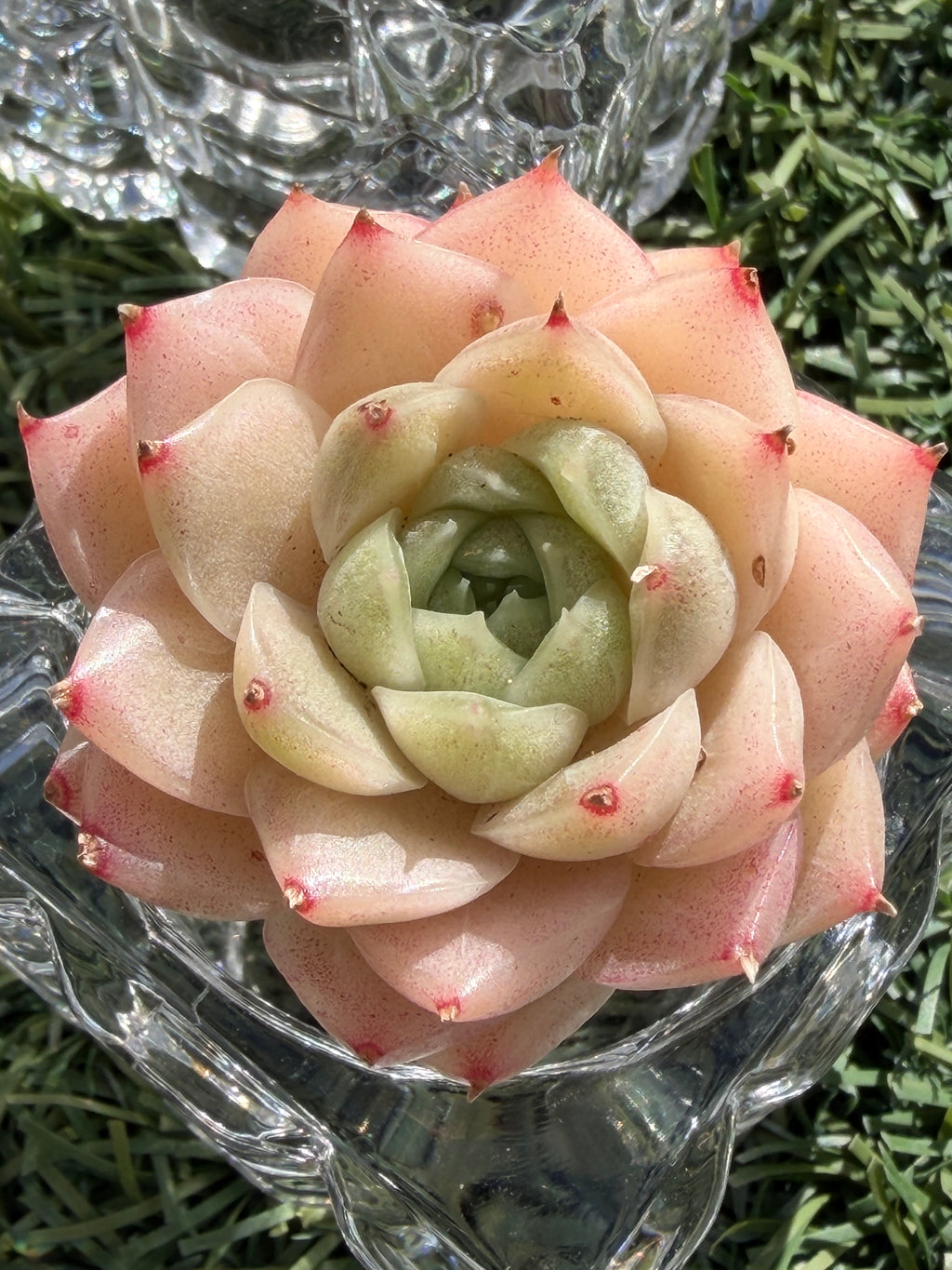 Echeveria Sweetheart M1-578 – Rare Orange-Green Succulent