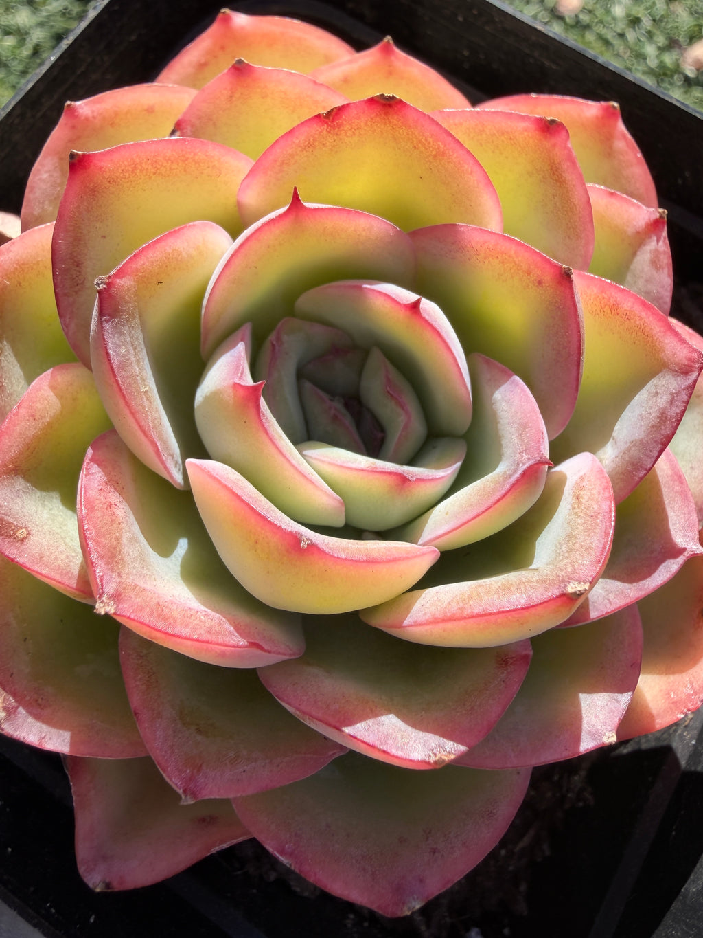 Rare Pastel Echeveria 'Orange Dew' Succulent | Pink-Edged Rosette | USDA-Permitted | Huamoo Amigo Farm