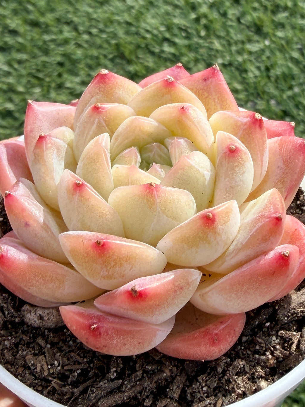 Echeveria ‘Moon Shadow 'Sweetheart series Succulent – Rare Cream Rosette with Pink Tips | Collector Plant