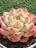 Echeveria ‘Moon Shadow 'Sweetheart series Succulent – Rare Cream Rosette with Pink Tips | Collector Plant