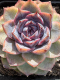 Rare Echeveria 'Superior Treasure' — Deep Rose & Plum Rosette Succulent (Collector Grade)