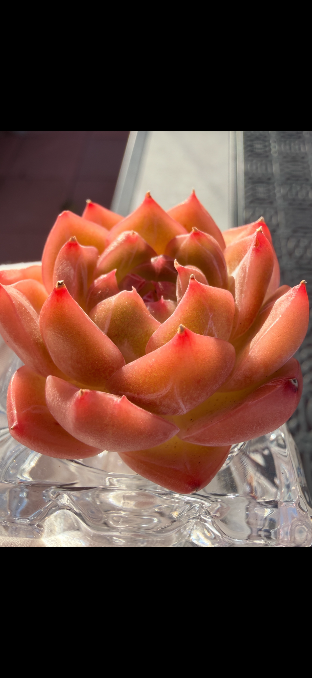 Rare Echeveria Sweetheart Series — Vibrant Orange Rosette Succulent | Huamoo Amigo