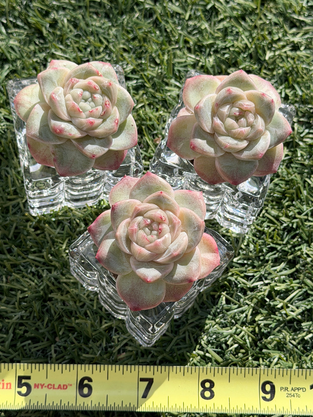 Sweetheart Succulent P3-43 – Rare Heart-Shaped Plant, Soilless Grown