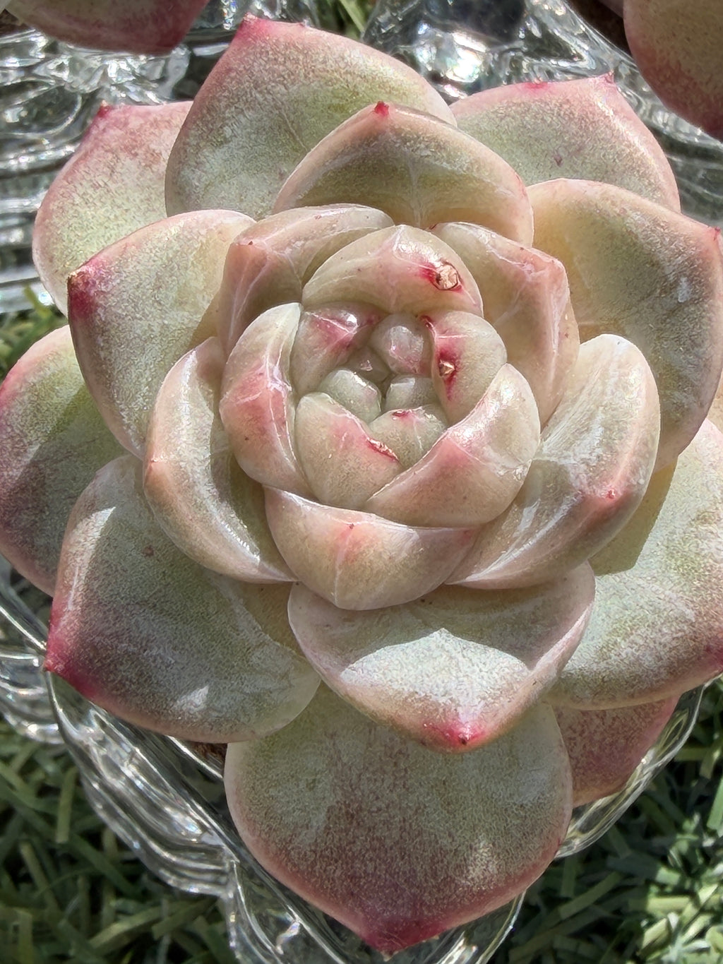 Sweetheart Succulent P3-43 – Rare Heart-Shaped Plant, Soilless Grown