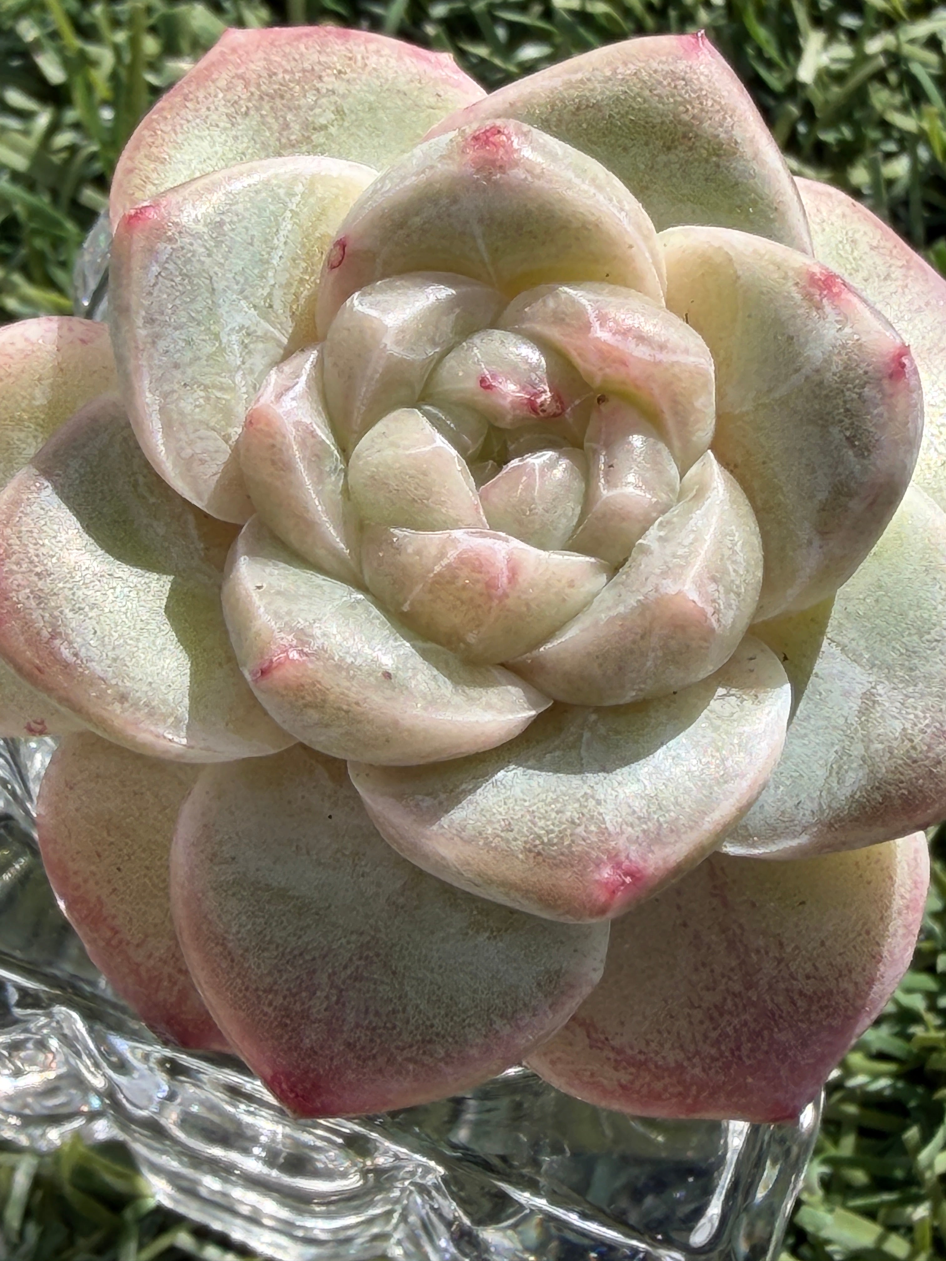 Sweetheart Succulent P3-43 – Rare Heart-Shaped Plant, Soilless Grown