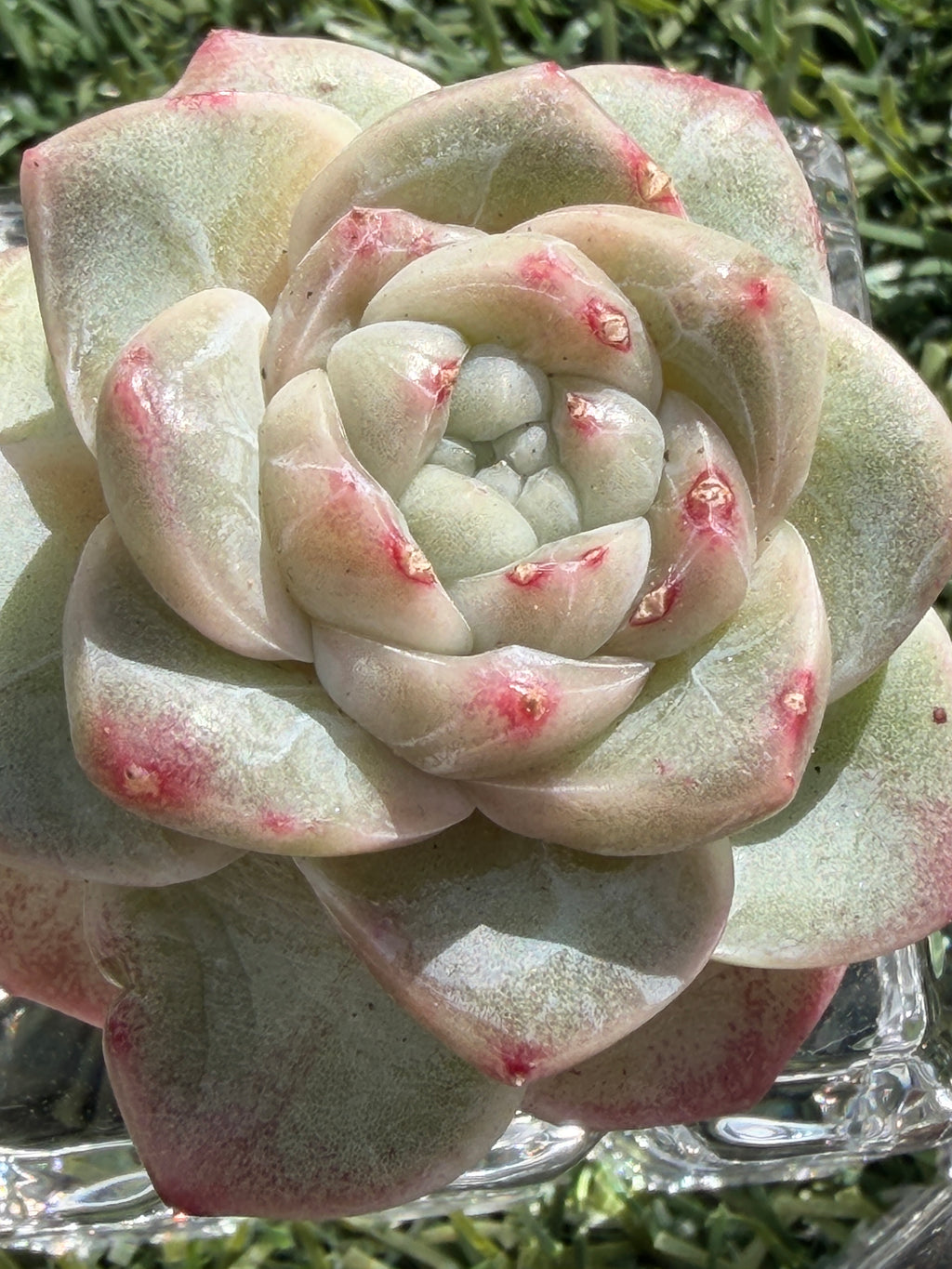 Sweetheart Succulent P3-43 – Rare Heart-Shaped Plant, Soilless Grown