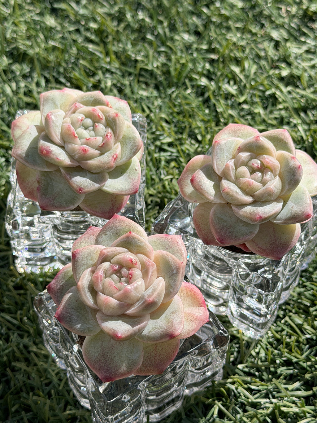 Sweetheart Succulent P3-43 – Rare Heart-Shaped Plant, Soilless Grown