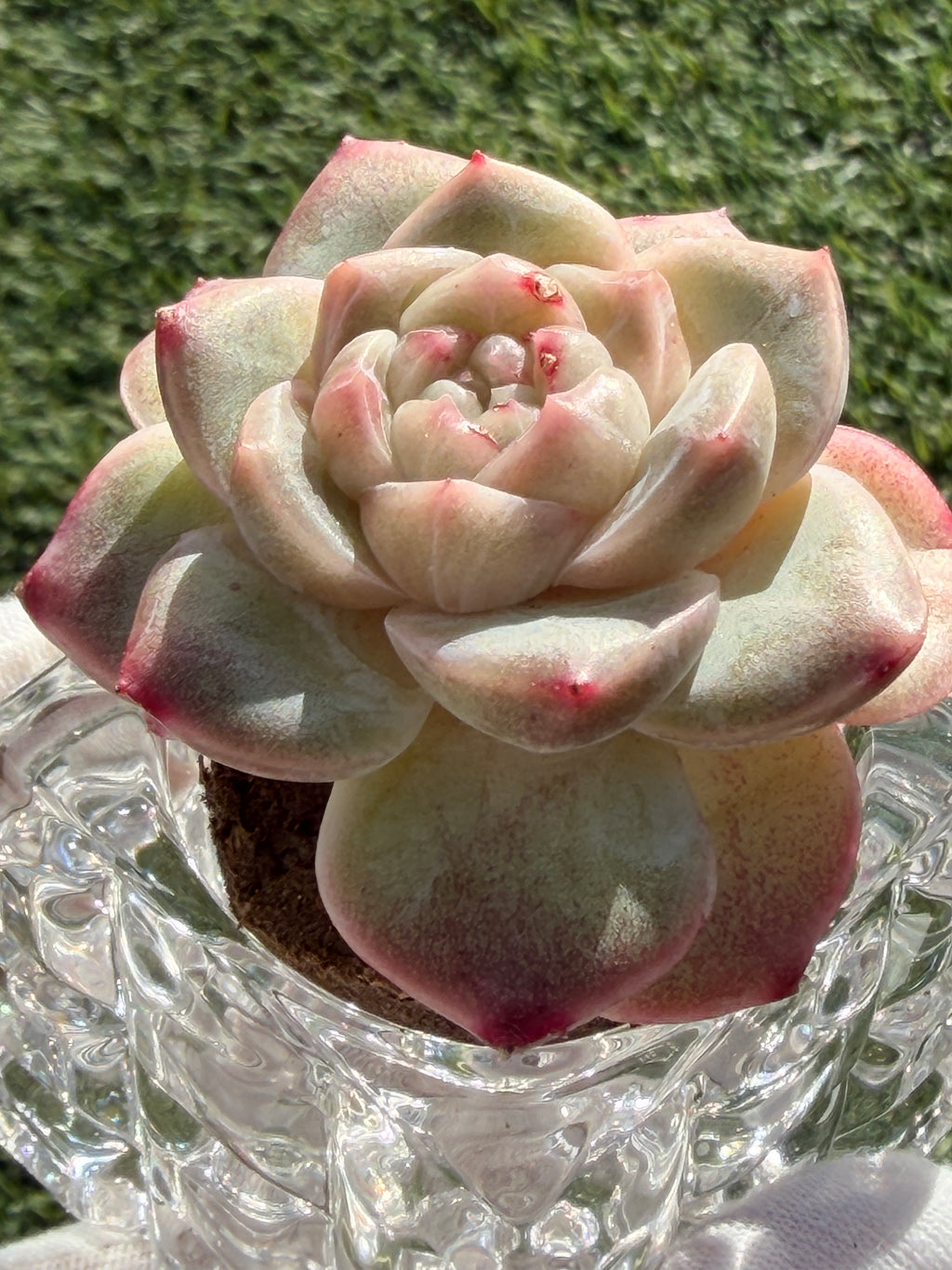 Sweetheart Succulent P3-43 – Rare Heart-Shaped Plant, Soilless Grown