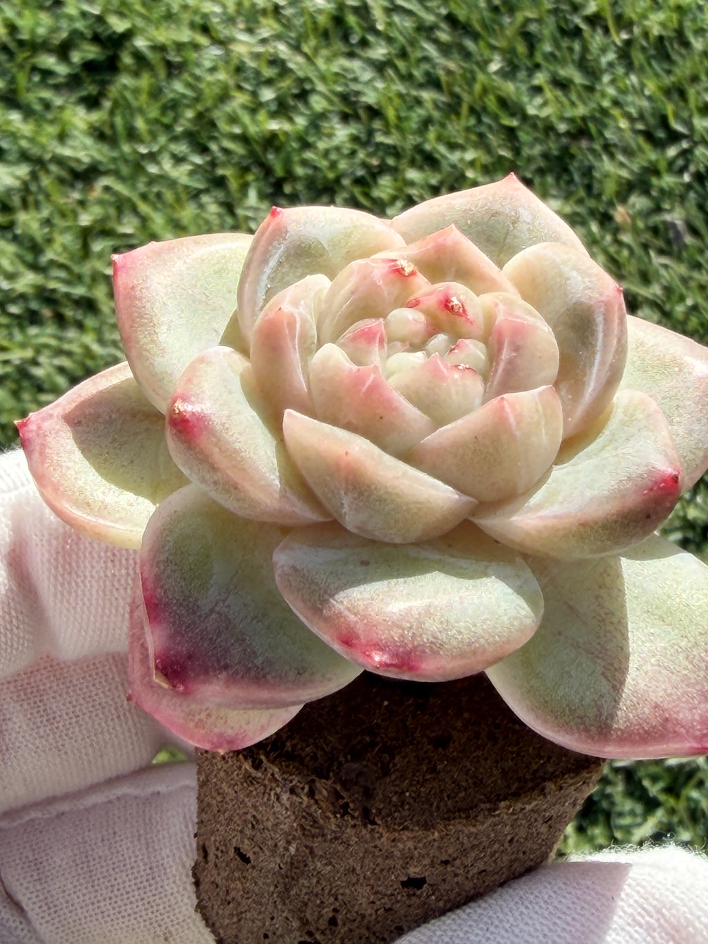 Sweetheart Succulent P3-43 – Rare Heart-Shaped Plant, Soilless Grown
