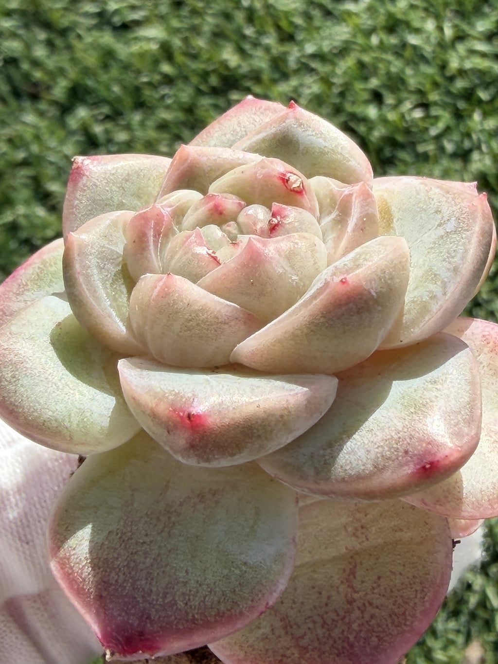 Sweetheart Succulent P3-43 – Rare Heart-Shaped Plant, Soilless Grown