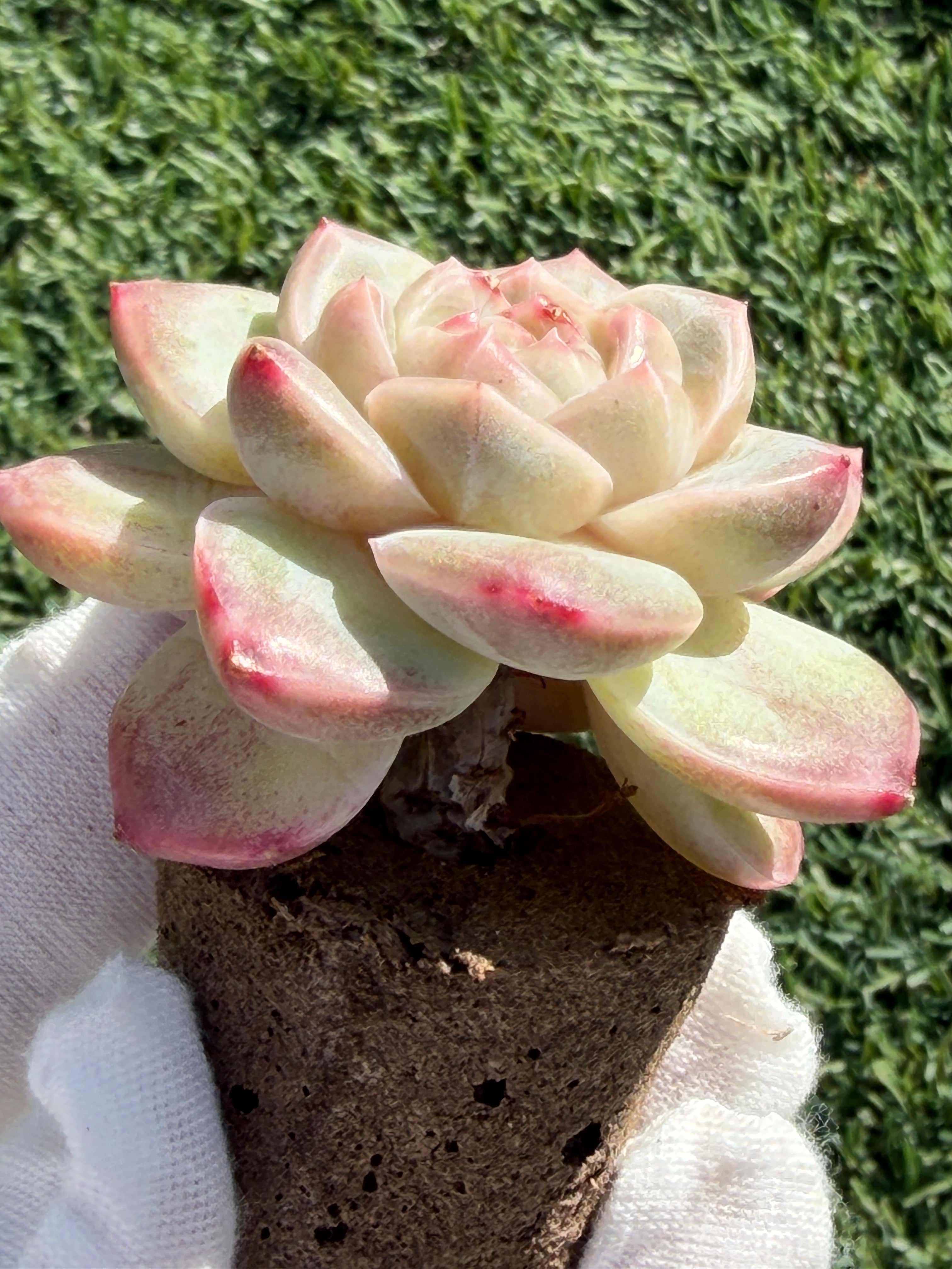 Sweetheart Succulent P3-43 – Rare Heart-Shaped Plant, Soilless Grown
