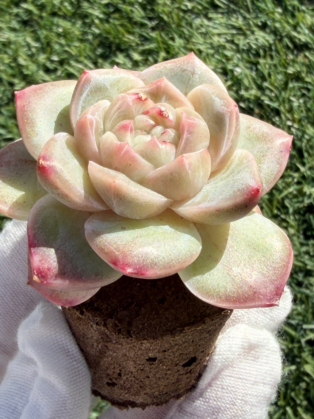 Sweetheart Succulent P3-43 – Rare Heart-Shaped Plant, Soilless Grown