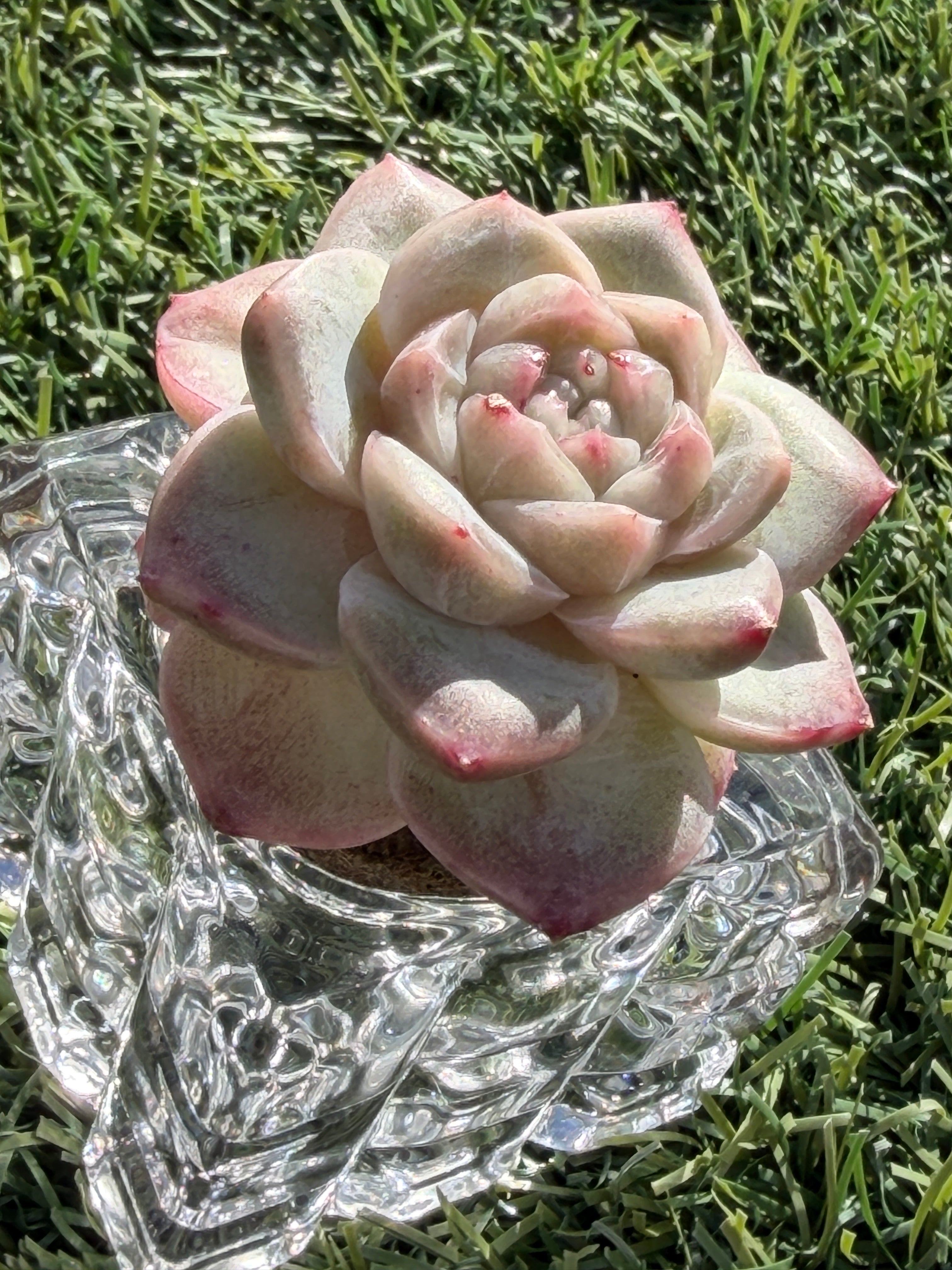 Sweetheart Succulent P3-43 – Rare Heart-Shaped Plant, Soilless Grown