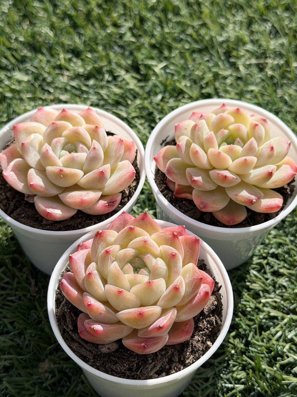 Echeveria ‘Moon Shadow 'Sweetheart series Succulent – Rare Cream Rosette with Pink Tips | Collector Plant
