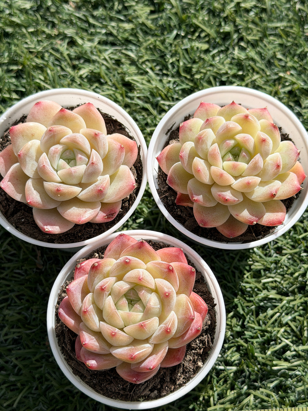Echeveria ‘Moon Shadow 'Sweetheart series Succulent – Rare Cream Rosette with Pink Tips | Collector Plant