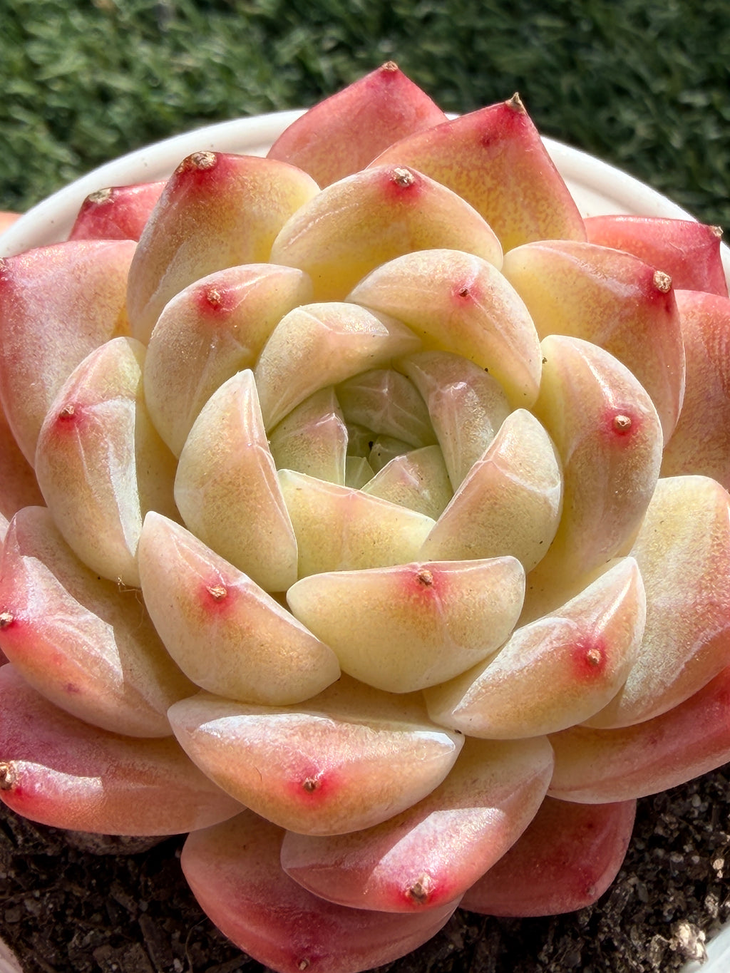 Echeveria ‘Moon Shadow 'Sweetheart series Succulent – Rare Cream Rosette with Pink Tips | Collector Plant