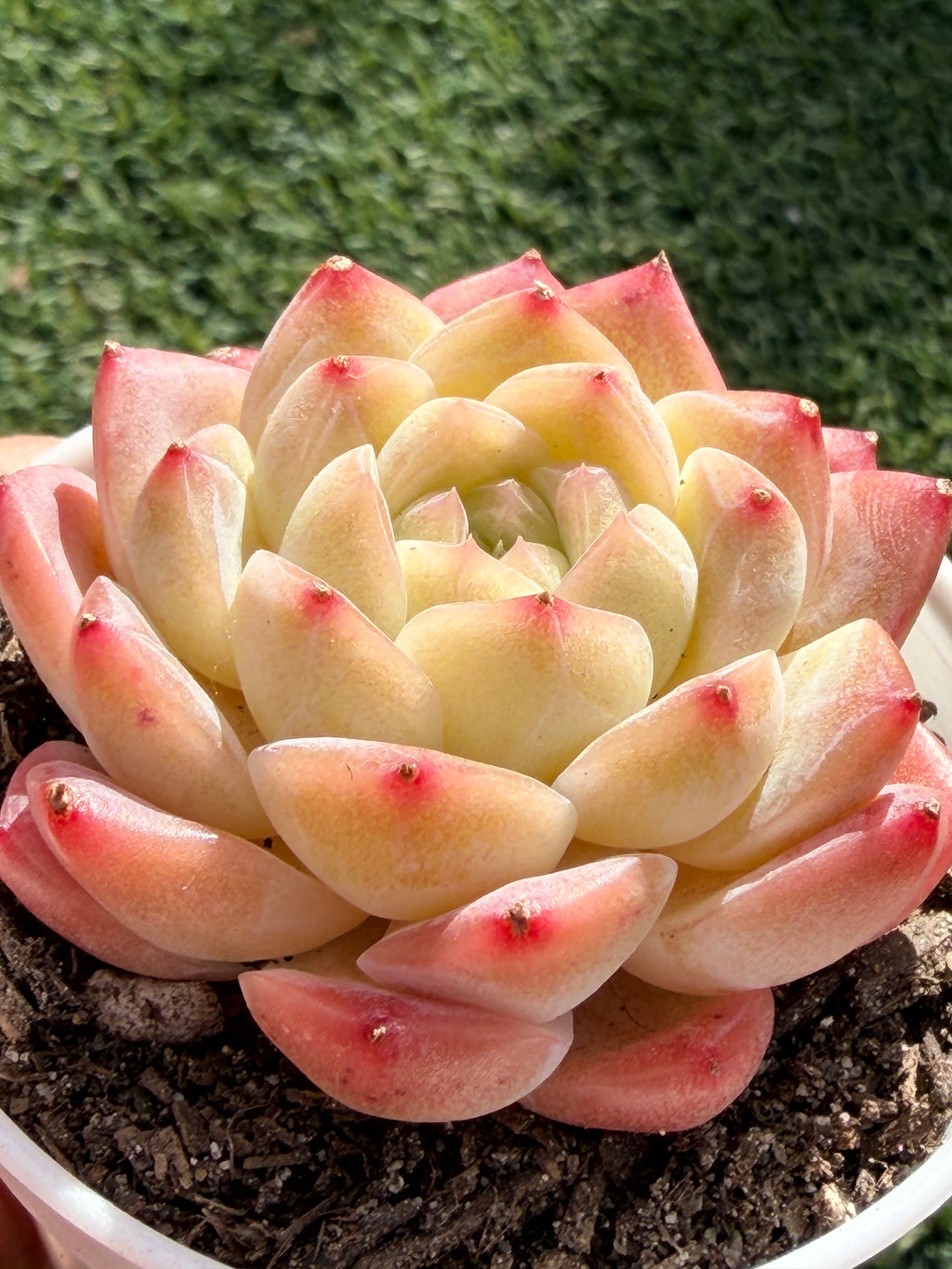 Echeveria ‘Moon Shadow 'Sweetheart series Succulent – Rare Cream Rosette with Pink Tips | Collector Plant