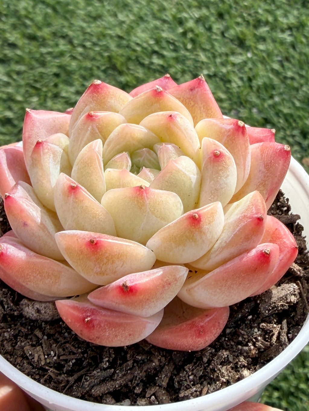 Echeveria ‘Moon Shadow 'Sweetheart series Succulent – Rare Cream Rosette with Pink Tips | Collector Plant
