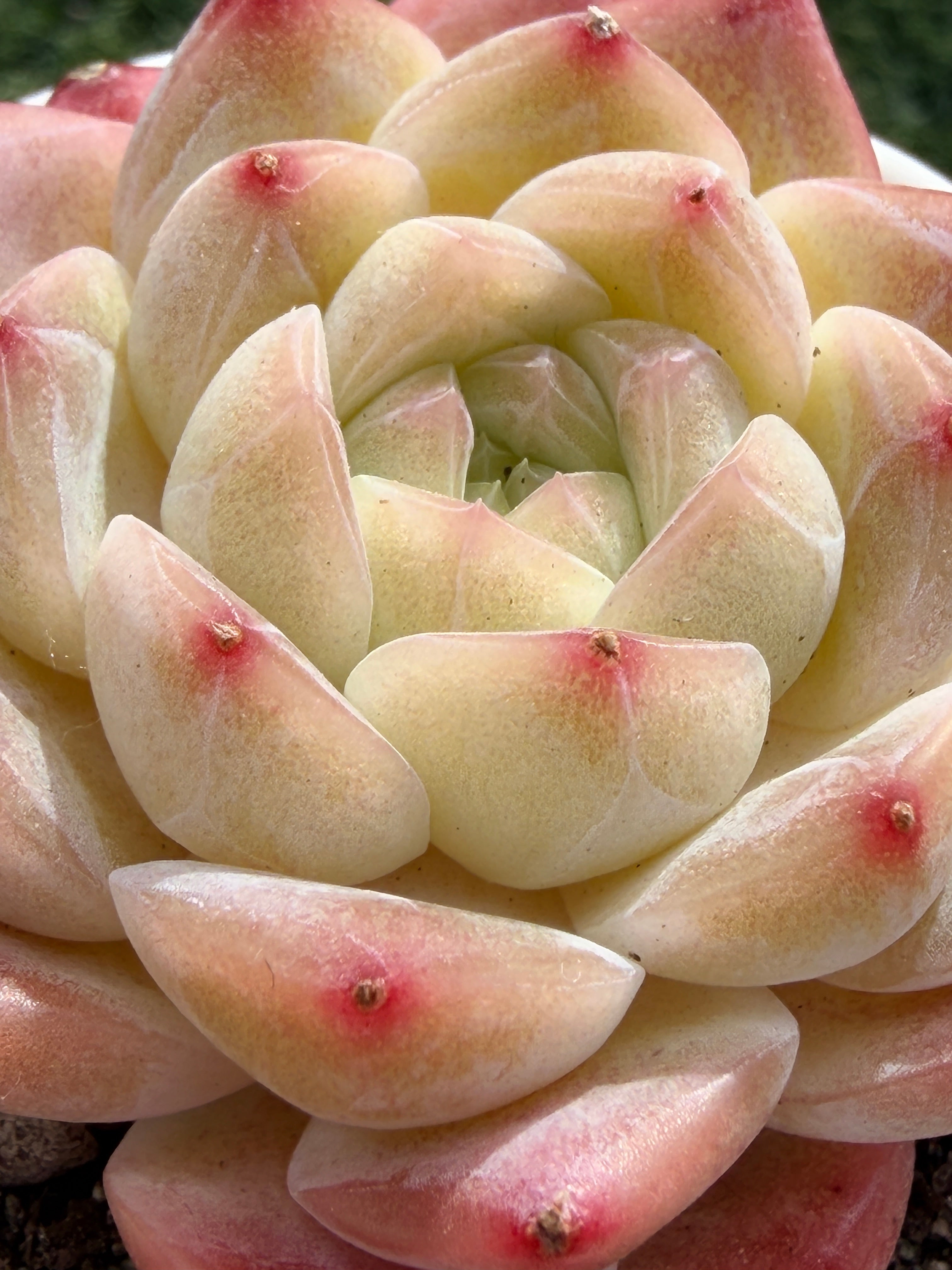 Echeveria ‘Moon Shadow 'Sweetheart series Succulent – Rare Cream Rosette with Pink Tips | Collector Plant