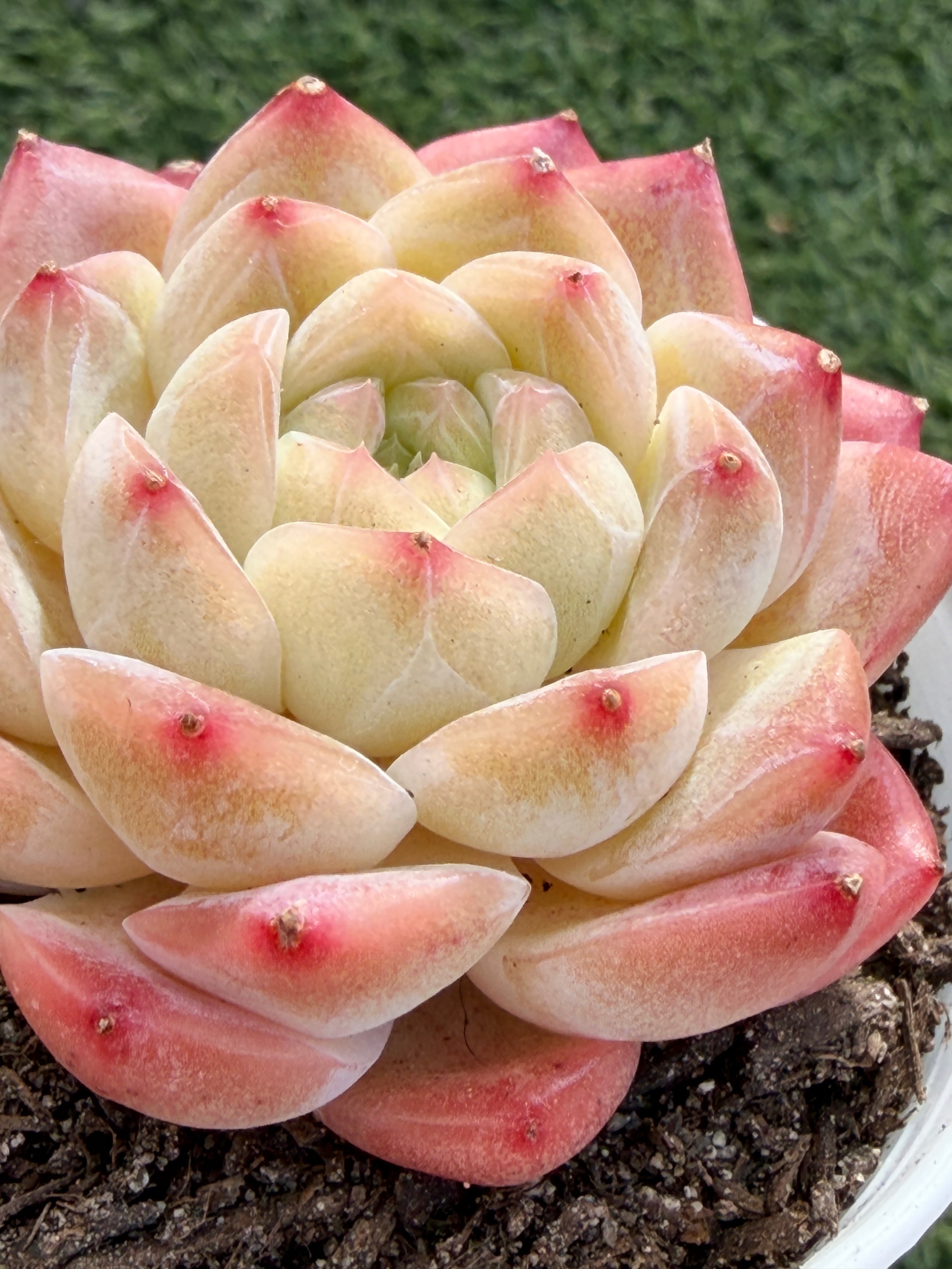 Echeveria ‘Moon Shadow 'Sweetheart series Succulent – Rare Cream Rosette with Pink Tips | Collector Plant