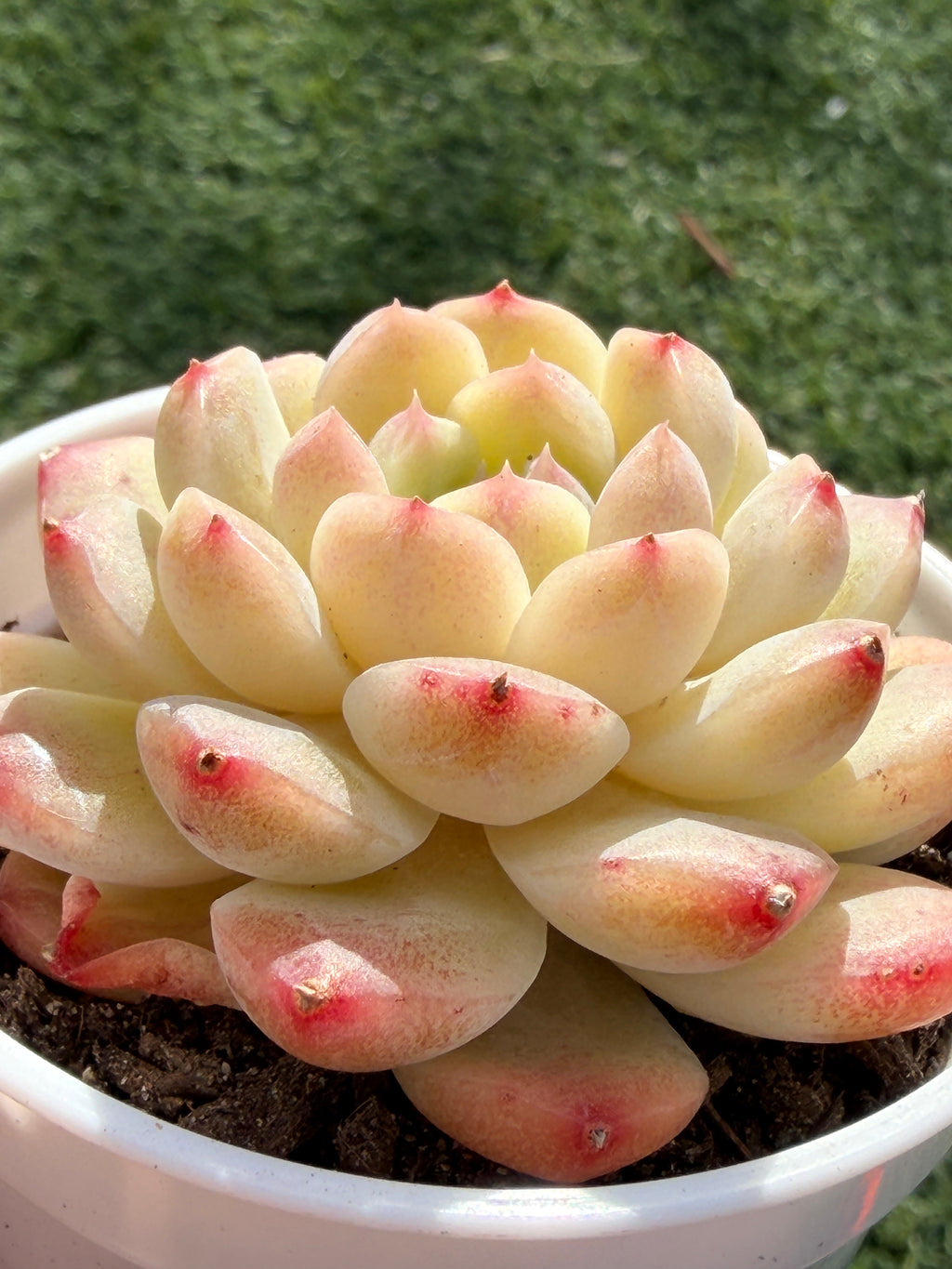 Echeveria ‘Moon Shadow 'Sweetheart series Succulent – Rare Cream Rosette with Pink Tips | Collector Plant