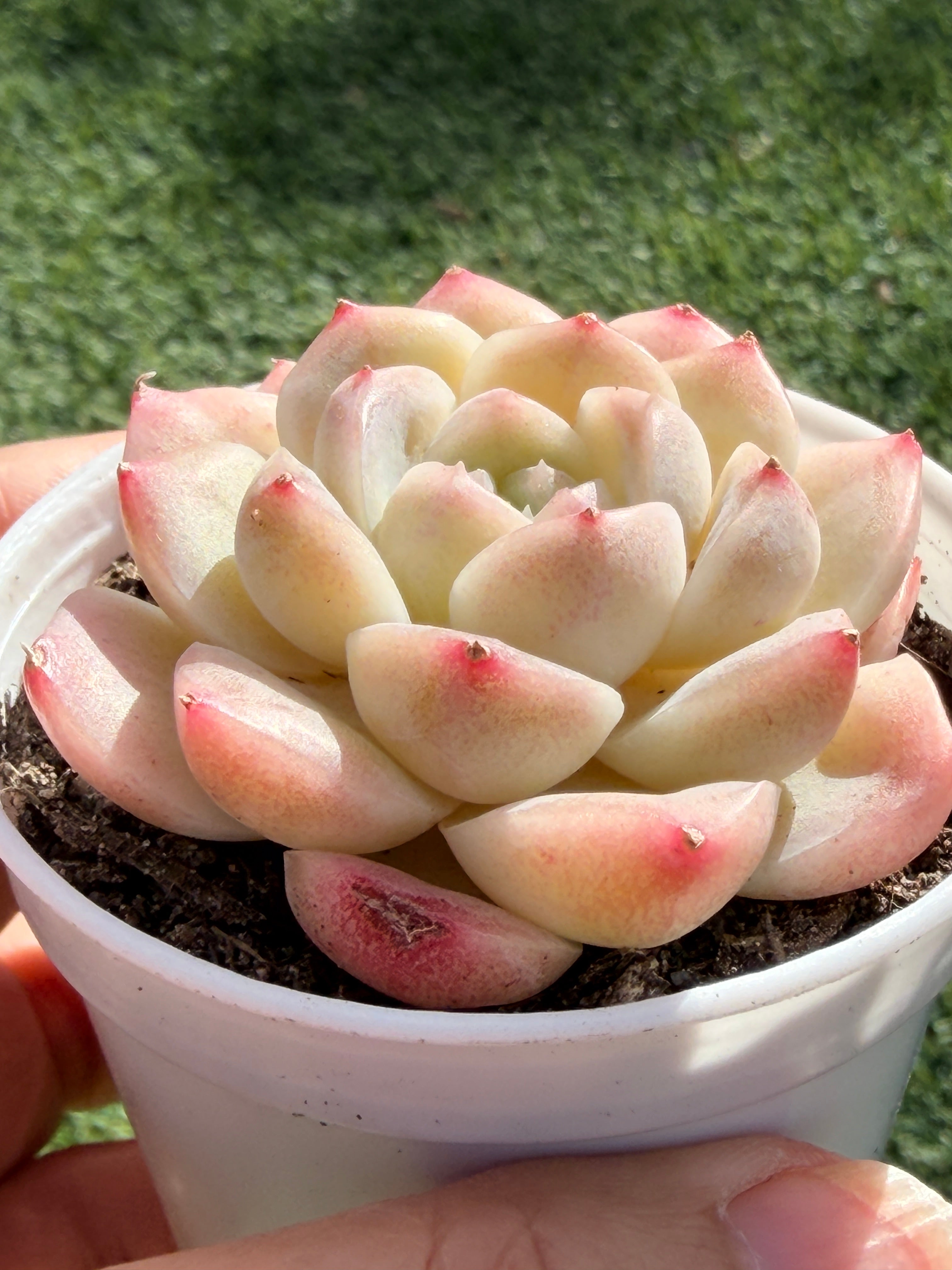 Echeveria ‘Moon Shadow 'Sweetheart series Succulent – Rare Cream Rosette with Pink Tips | Collector Plant