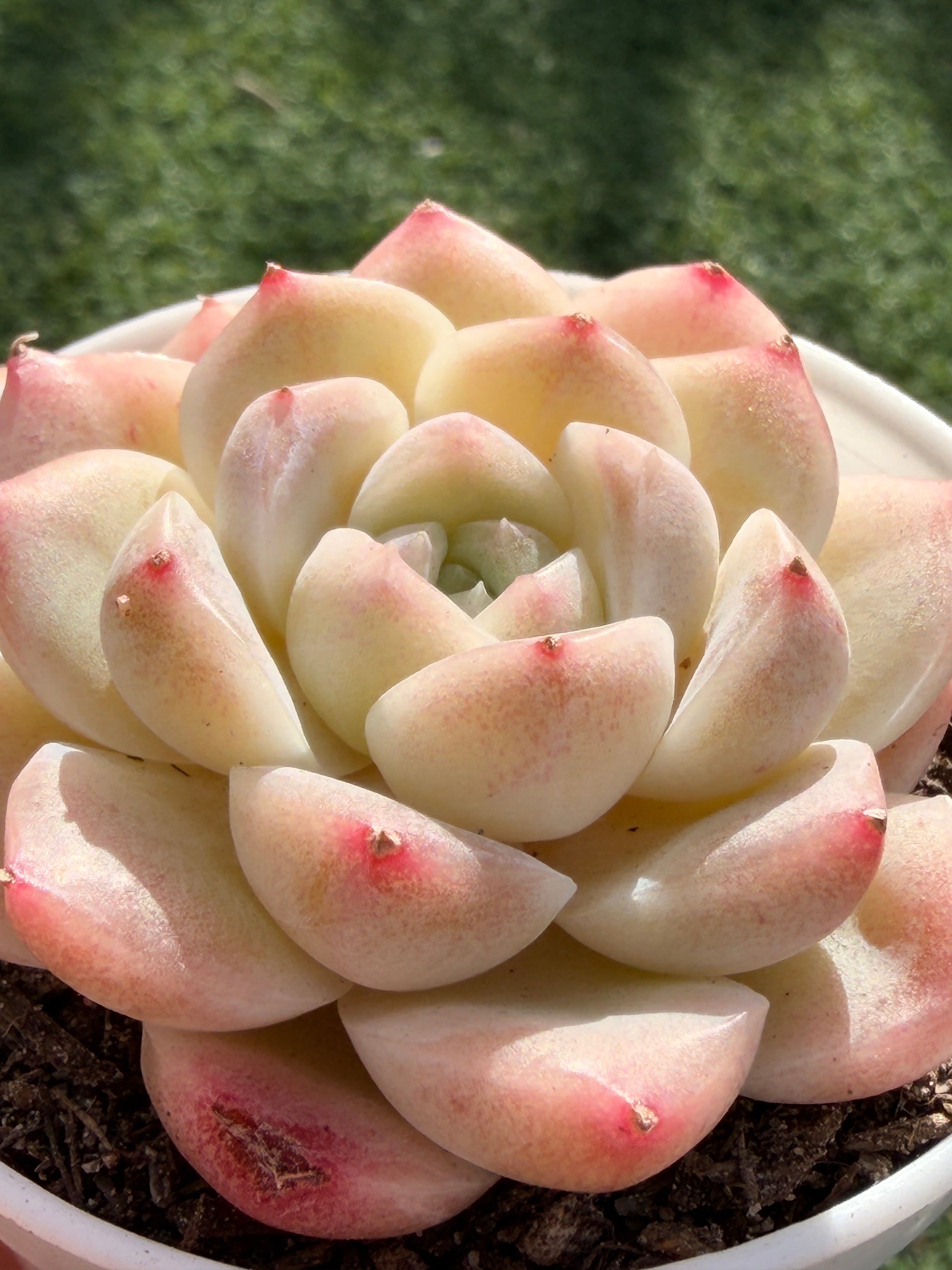 Echeveria ‘Moon Shadow 'Sweetheart series Succulent – Rare Cream Rosette with Pink Tips | Collector Plant