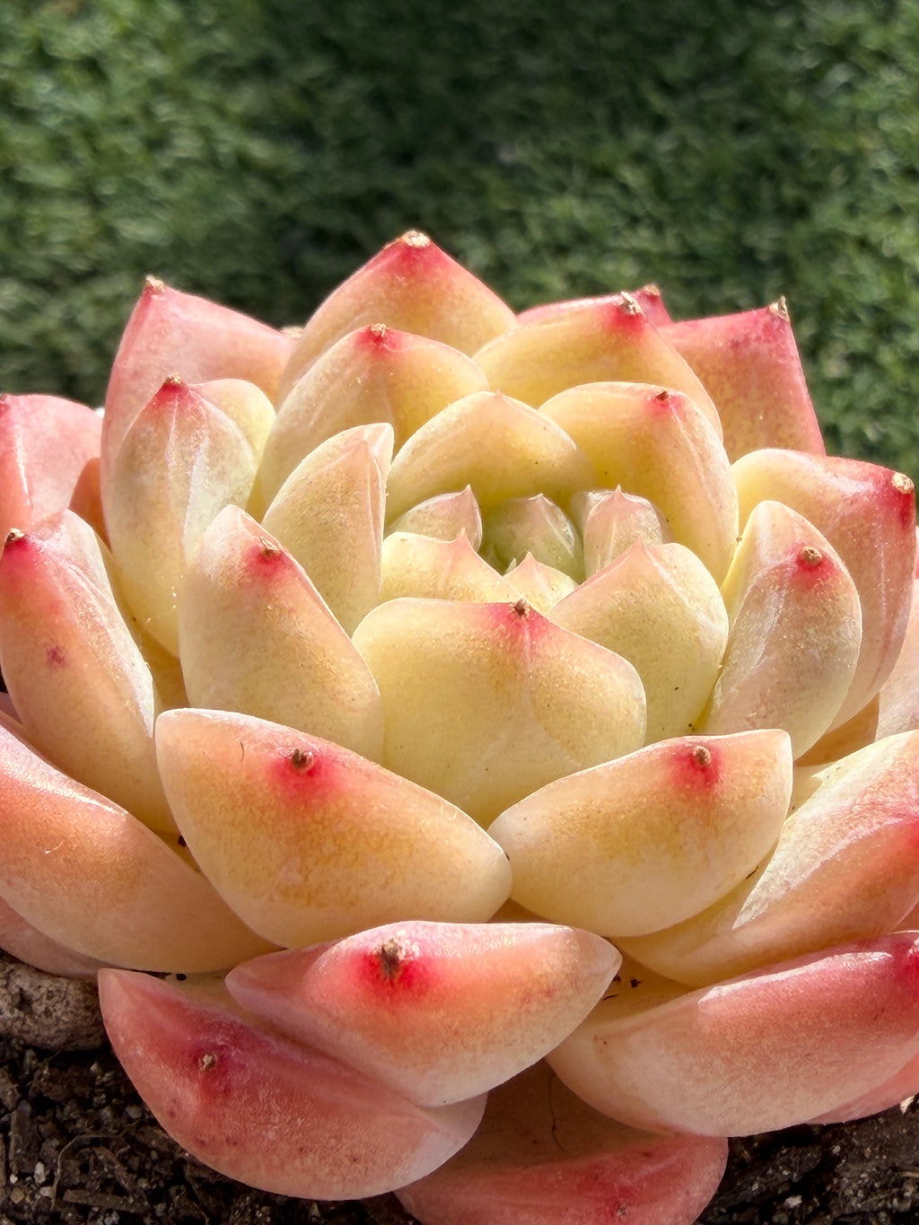 Echeveria ‘Moon Shadow 'Sweetheart series Succulent – Rare Cream Rosette with Pink Tips | Collector Plant