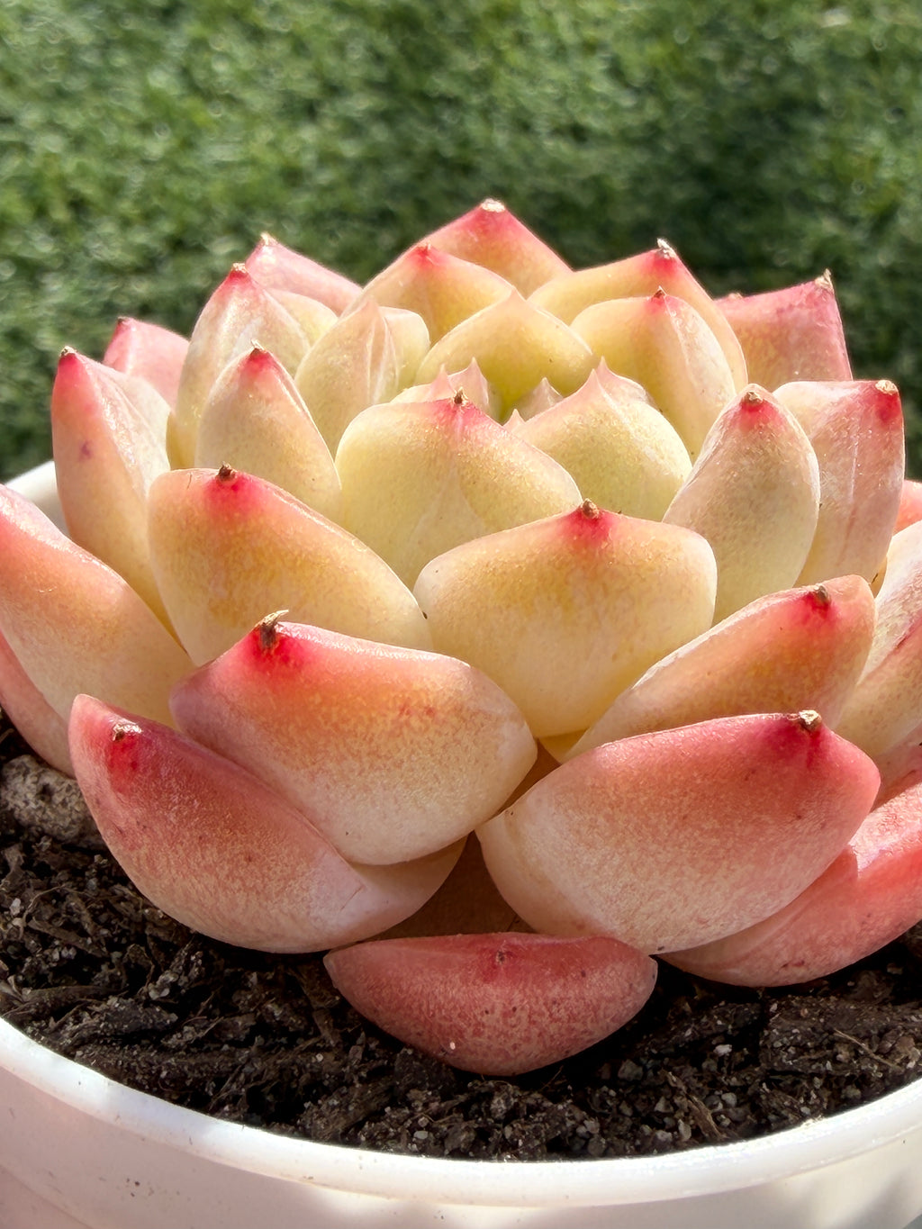 Echeveria ‘Moon Shadow 'Sweetheart series Succulent – Rare Cream Rosette with Pink Tips | Collector Plant