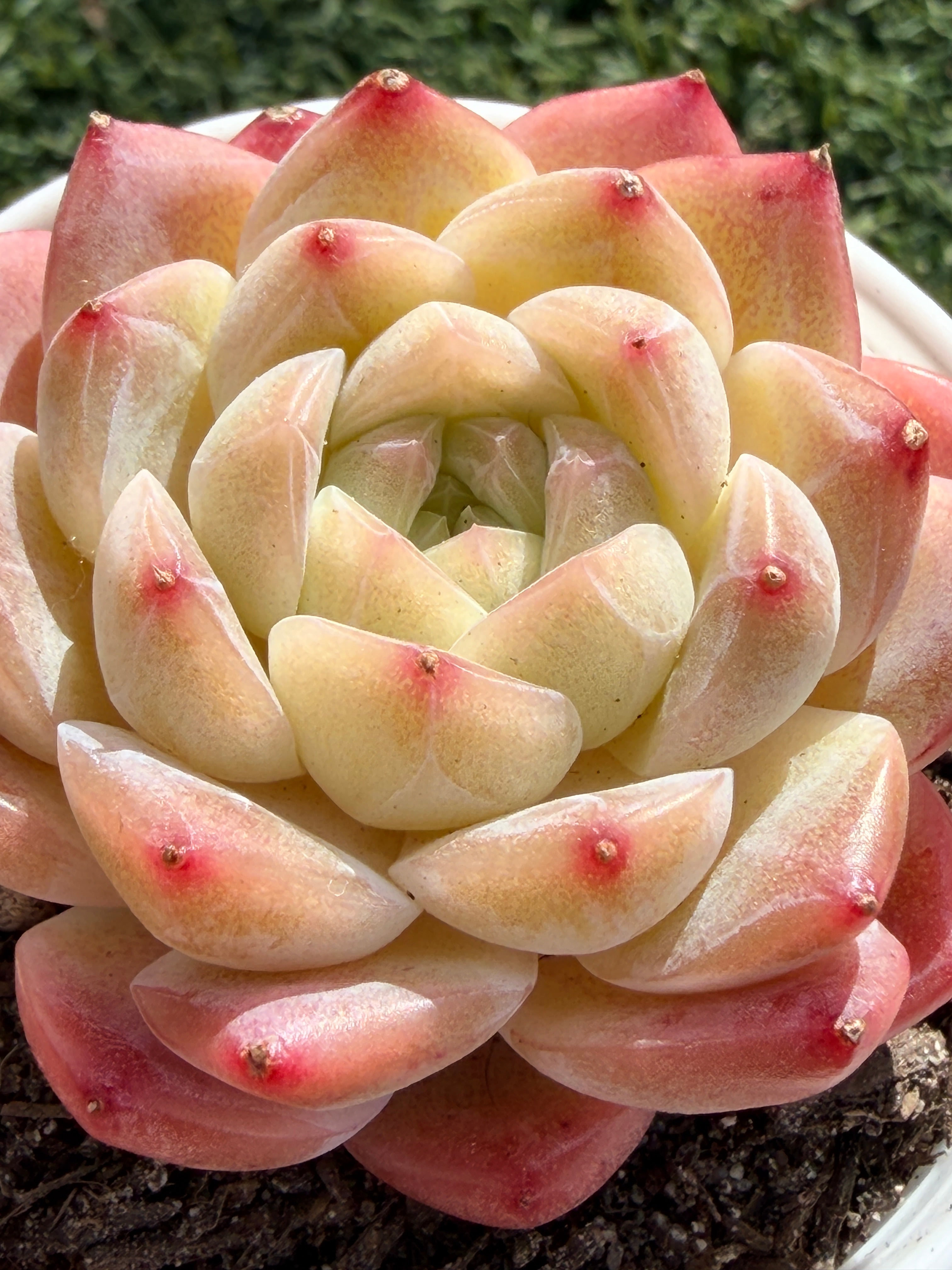Echeveria ‘Moon Shadow 'Sweetheart series Succulent – Rare Cream Rosette with Pink Tips | Collector Plant
