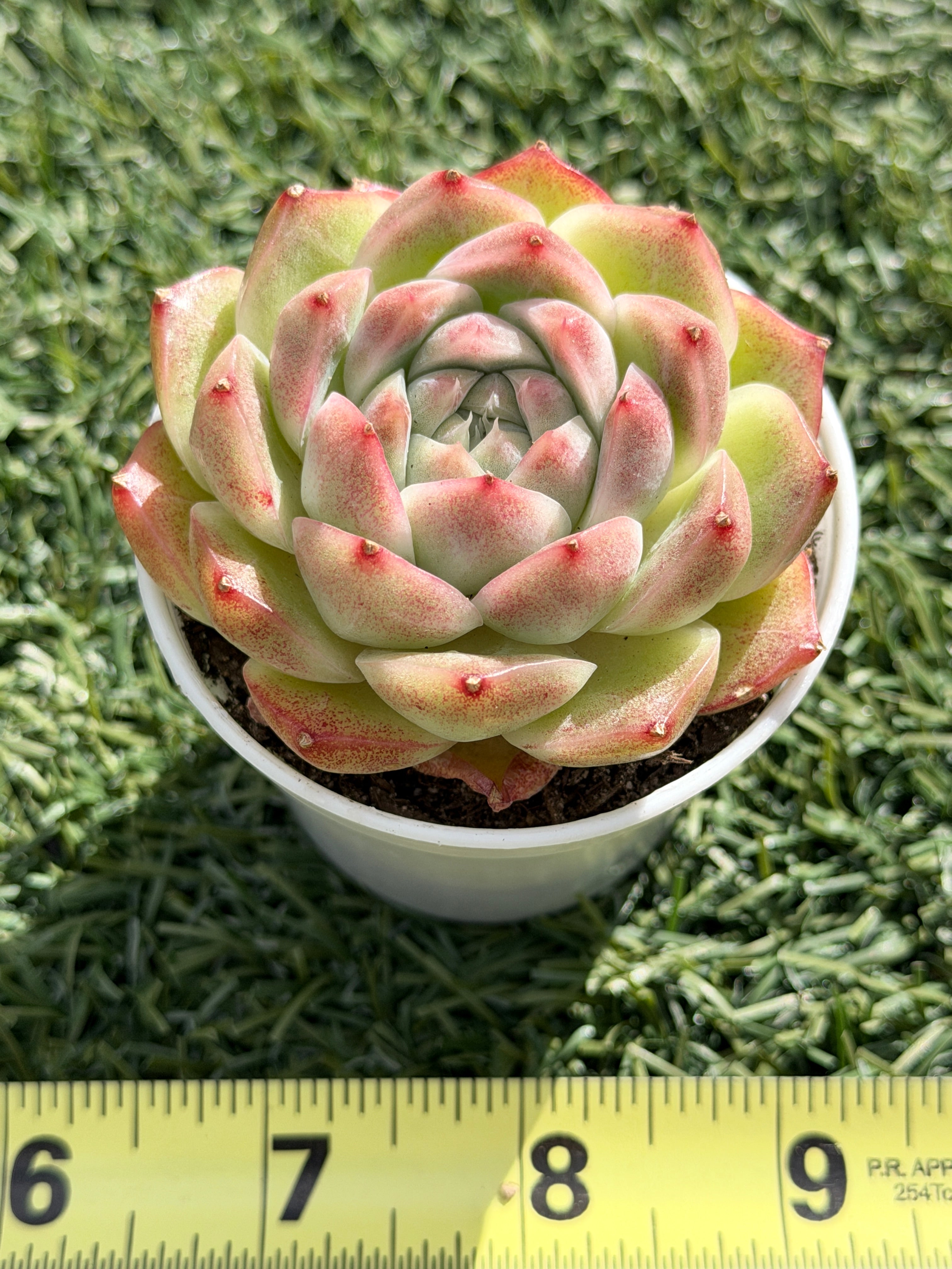 Rare Echeveria ‘Malgan‑4’ – Premium Hybrid Succulent, | Huamoo Amigo Farm
