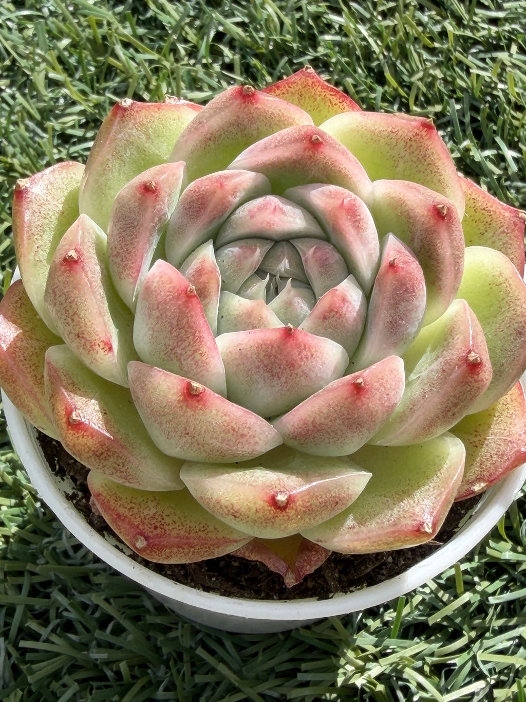 Rare Echeveria ‘Malgan‑4’ – Premium Hybrid Succulent, | Huamoo Amigo Farm