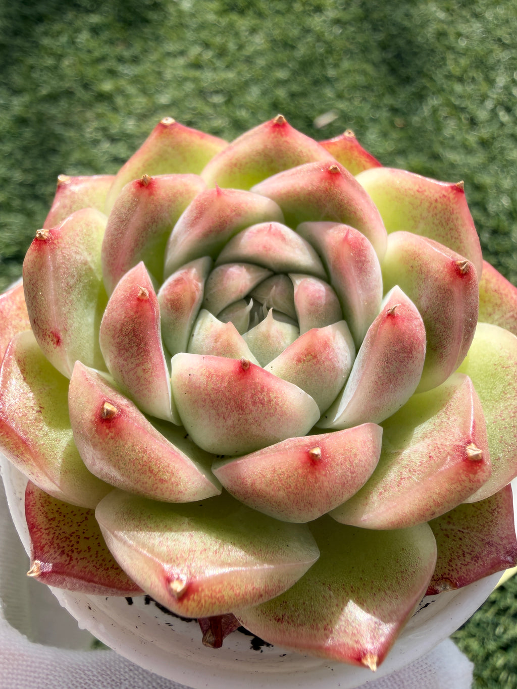 Rare Echeveria ‘Malgan‑4’ – Premium Hybrid Succulent, | Huamoo Amigo Farm