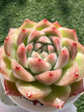 Rare Echeveria ‘Malgan‑4’ – Premium Hybrid Succulent, | Huamoo Amigo Farm