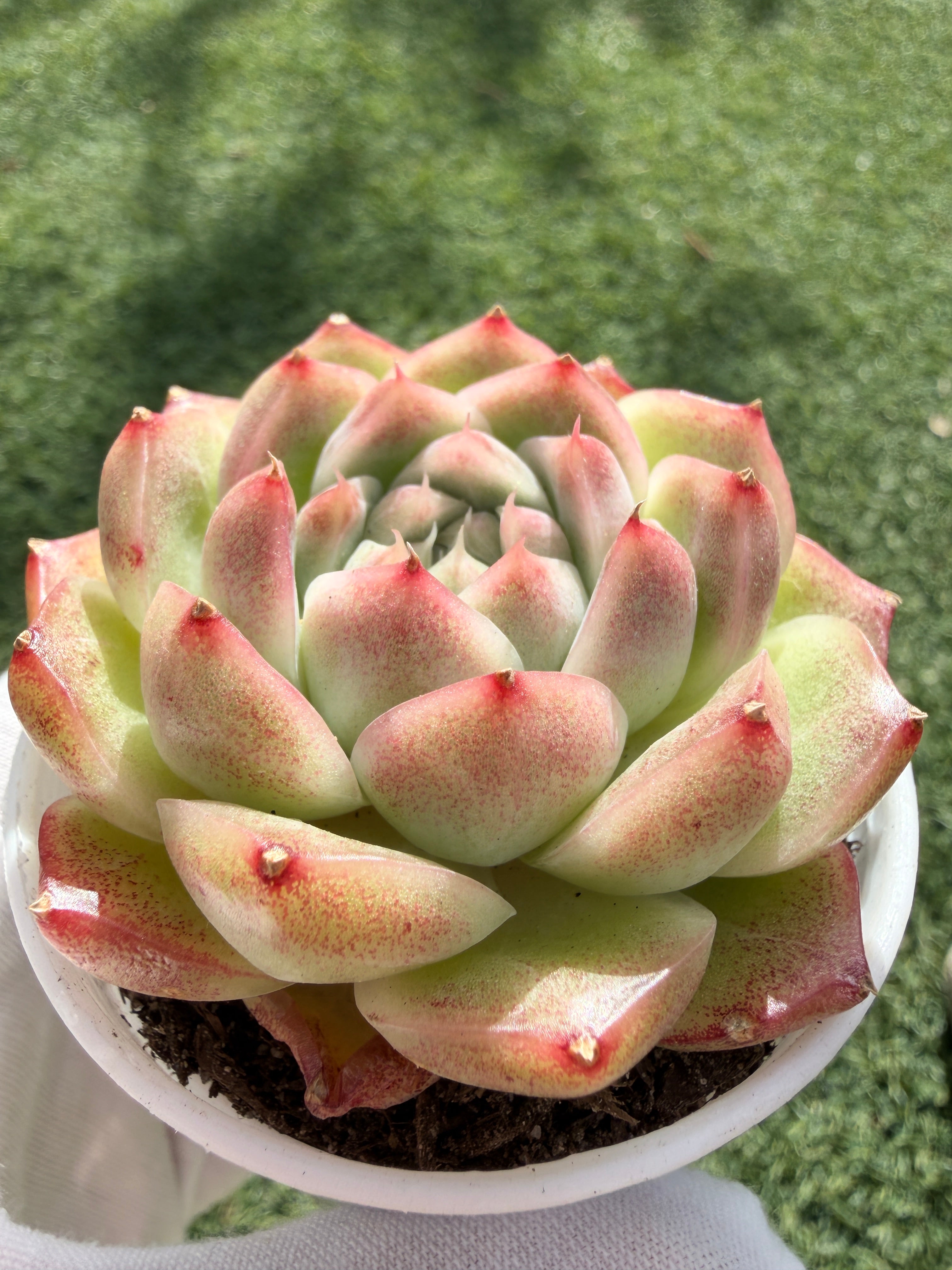 Rare Echeveria ‘Malgan‑4’ – Premium Hybrid Succulent, | Huamoo Amigo Farm