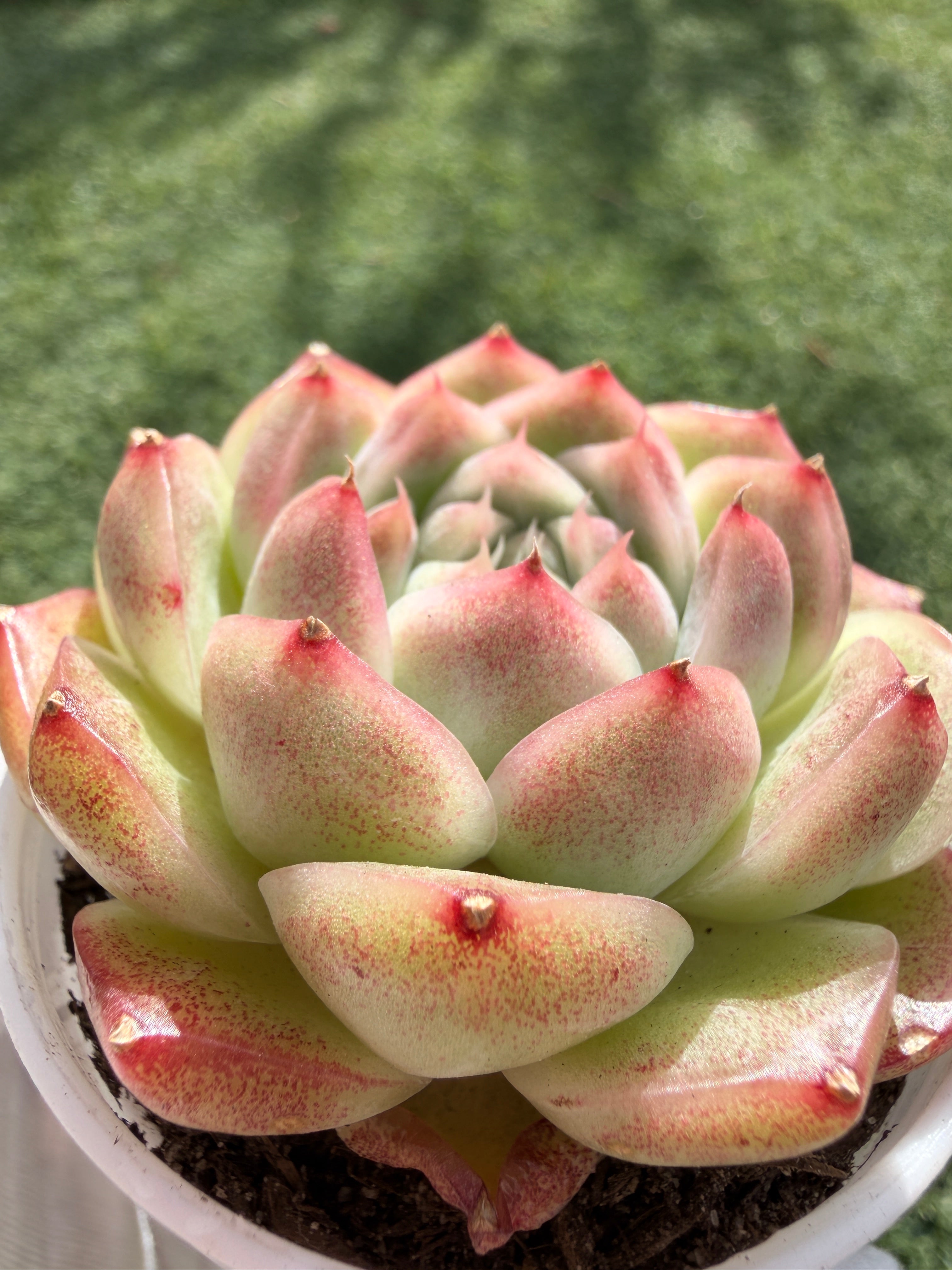 Rare Echeveria ‘Malgan‑4’ – Premium Hybrid Succulent, | Huamoo Amigo Farm
