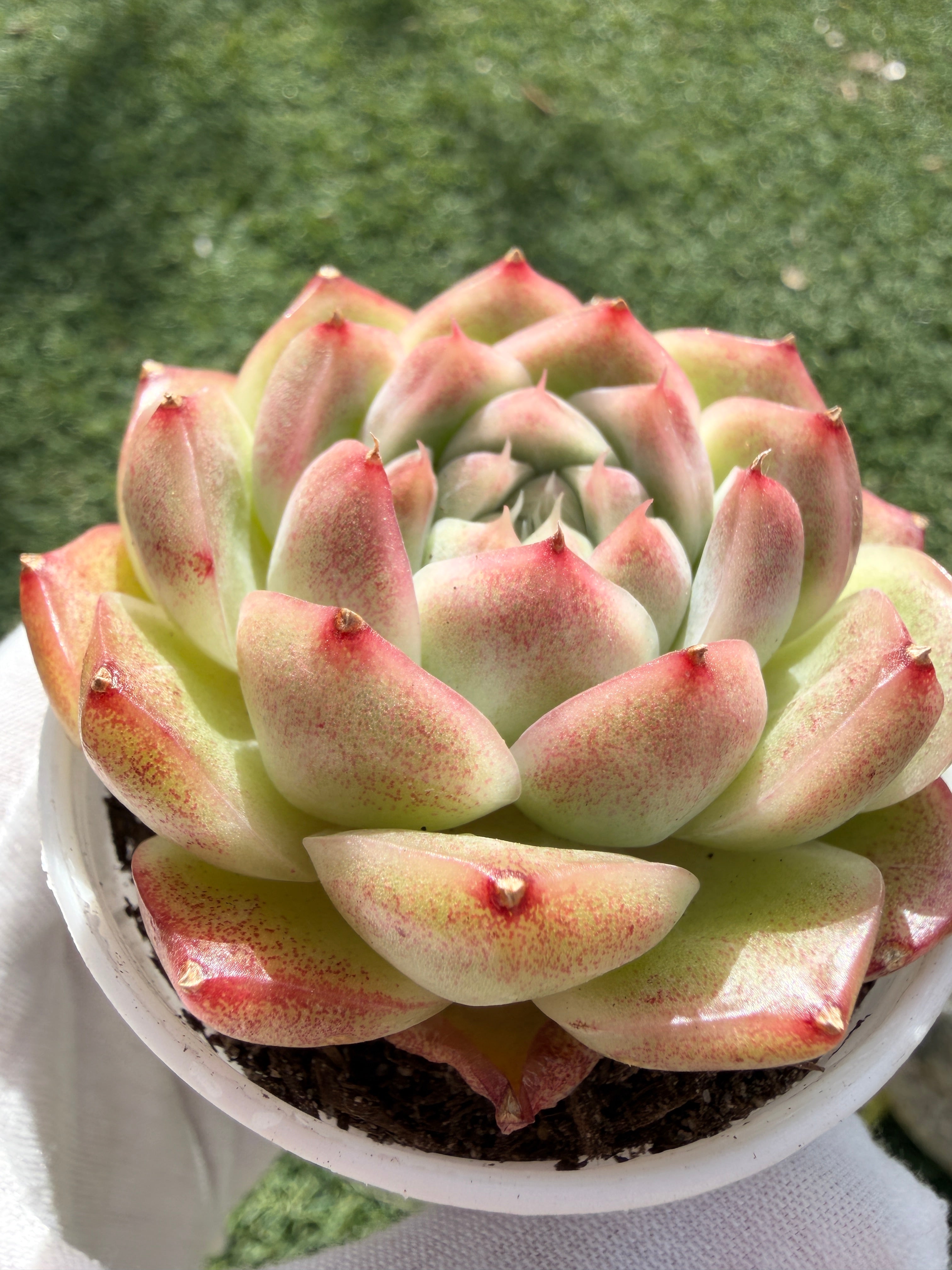 Rare Echeveria ‘Malgan‑4’ – Premium Hybrid Succulent, | Huamoo Amigo Farm