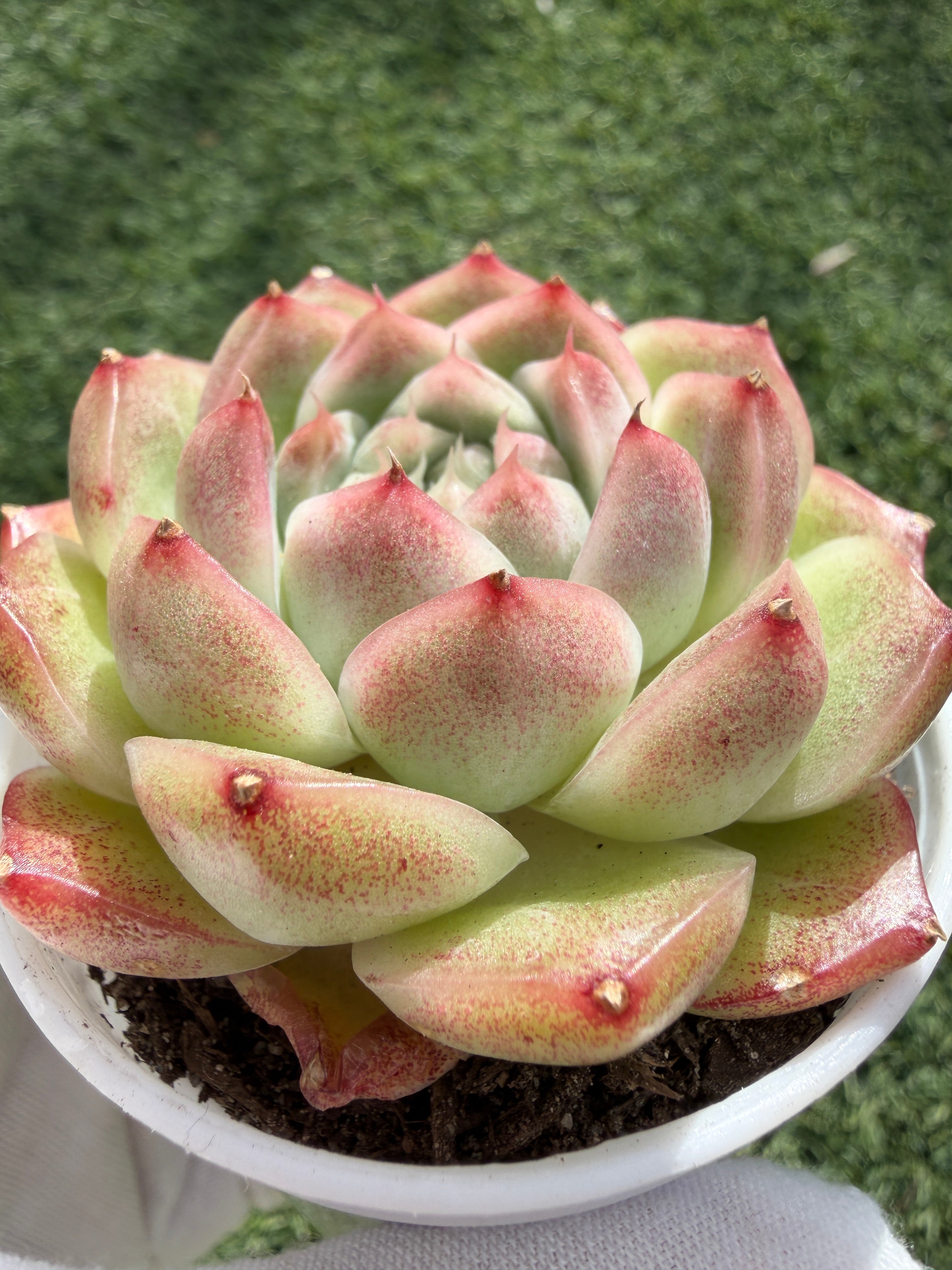 Rare Echeveria ‘Malgan‑4’ – Premium Hybrid Succulent, | Huamoo Amigo Farm