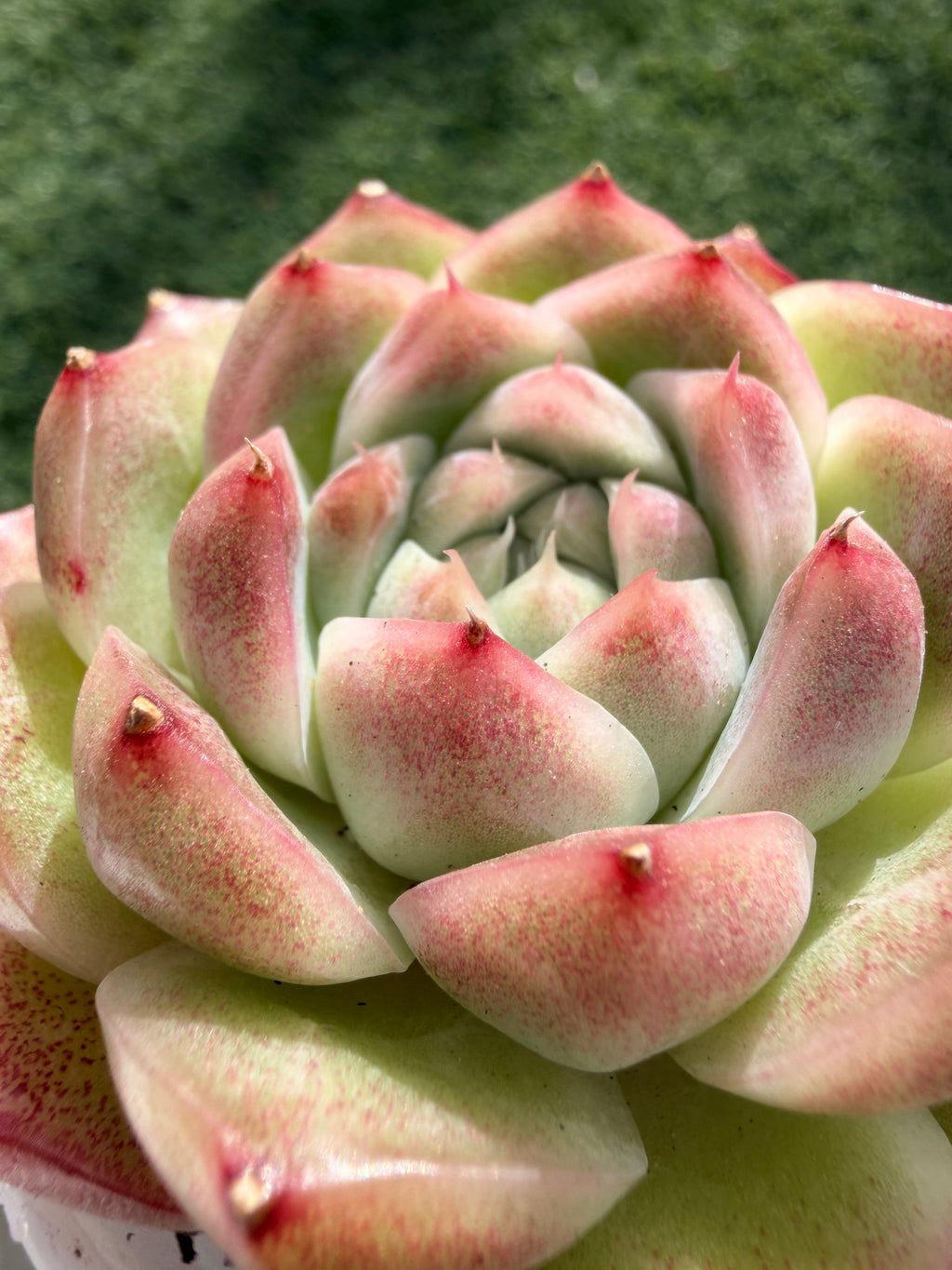 Rare Echeveria ‘Malgan‑4’ – Premium Hybrid Succulent, | Huamoo Amigo Farm