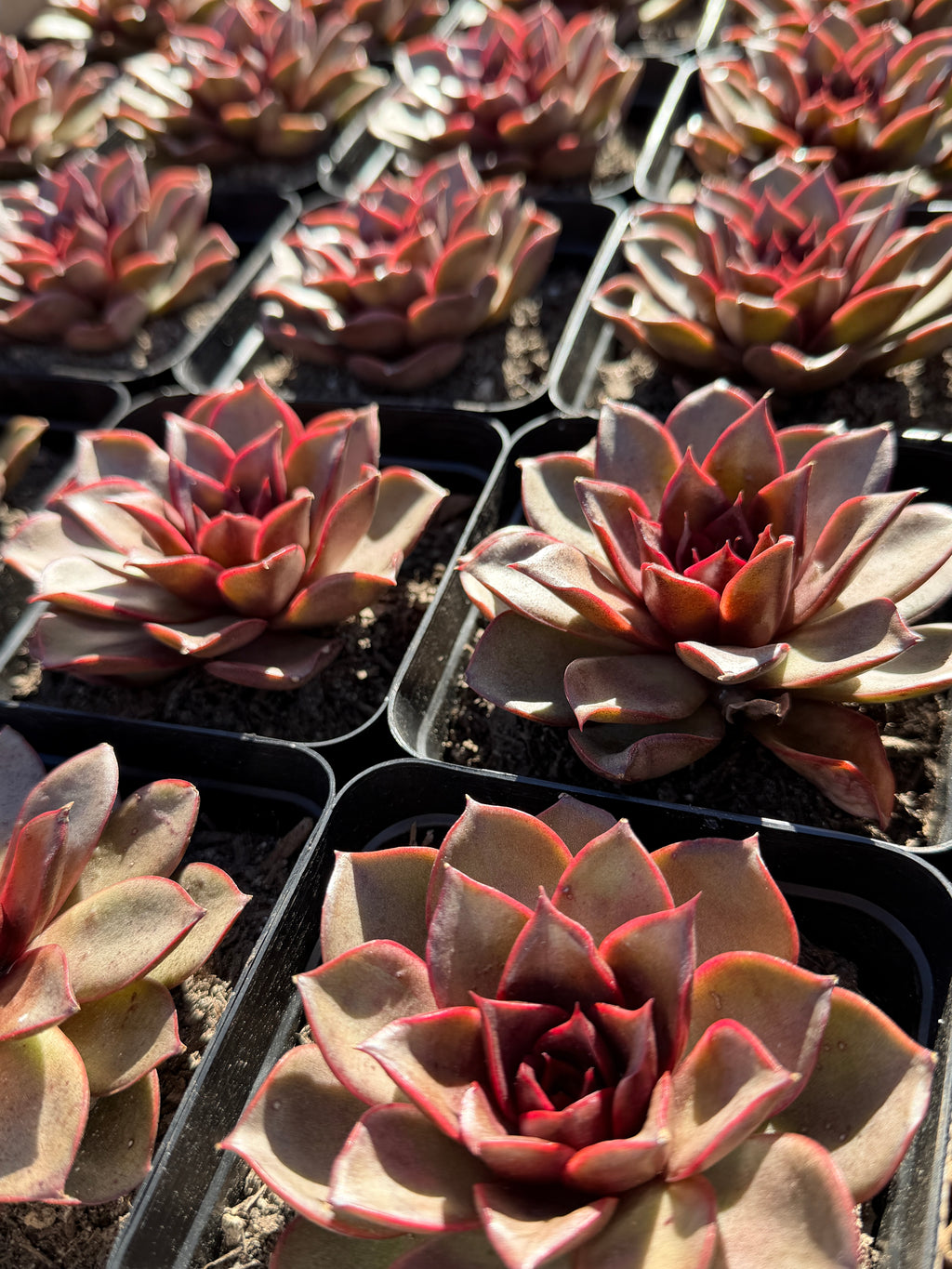 Rare Echeveria ‘Red Rose’ – Korean Collector Succulent | Vibrant Red Rosette | Premium Import