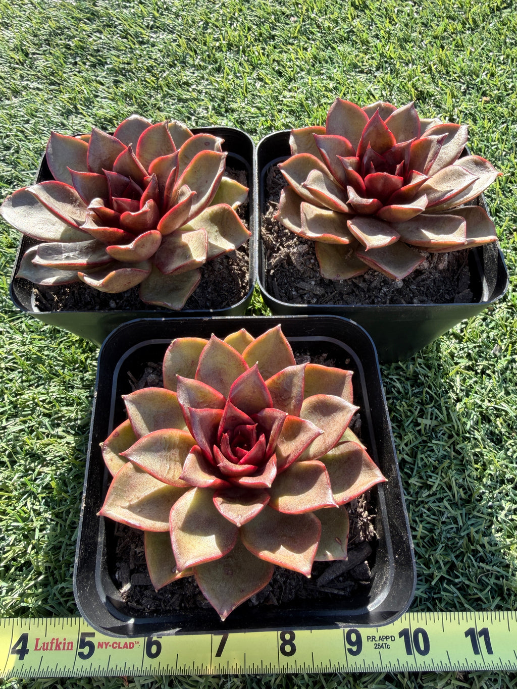 Rare Echeveria ‘Red Rose’ – Korean Collector Succulent | Vibrant Red Rosette | Premium Import