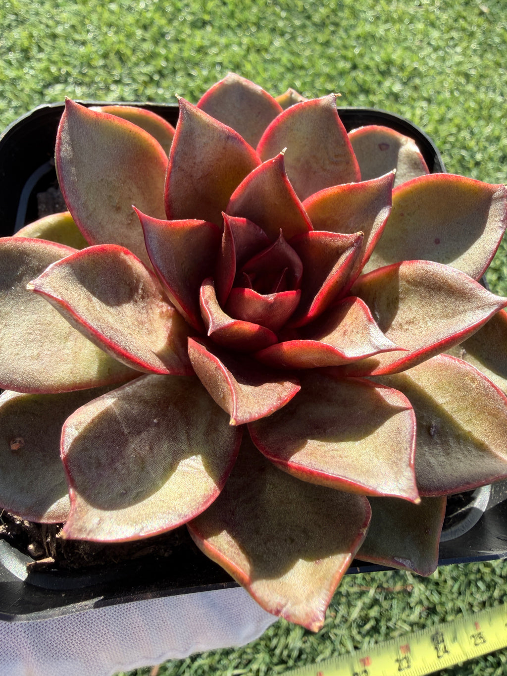 Rare Echeveria ‘Red Rose’ – Korean Collector Succulent | Vibrant Red Rosette | Premium Import