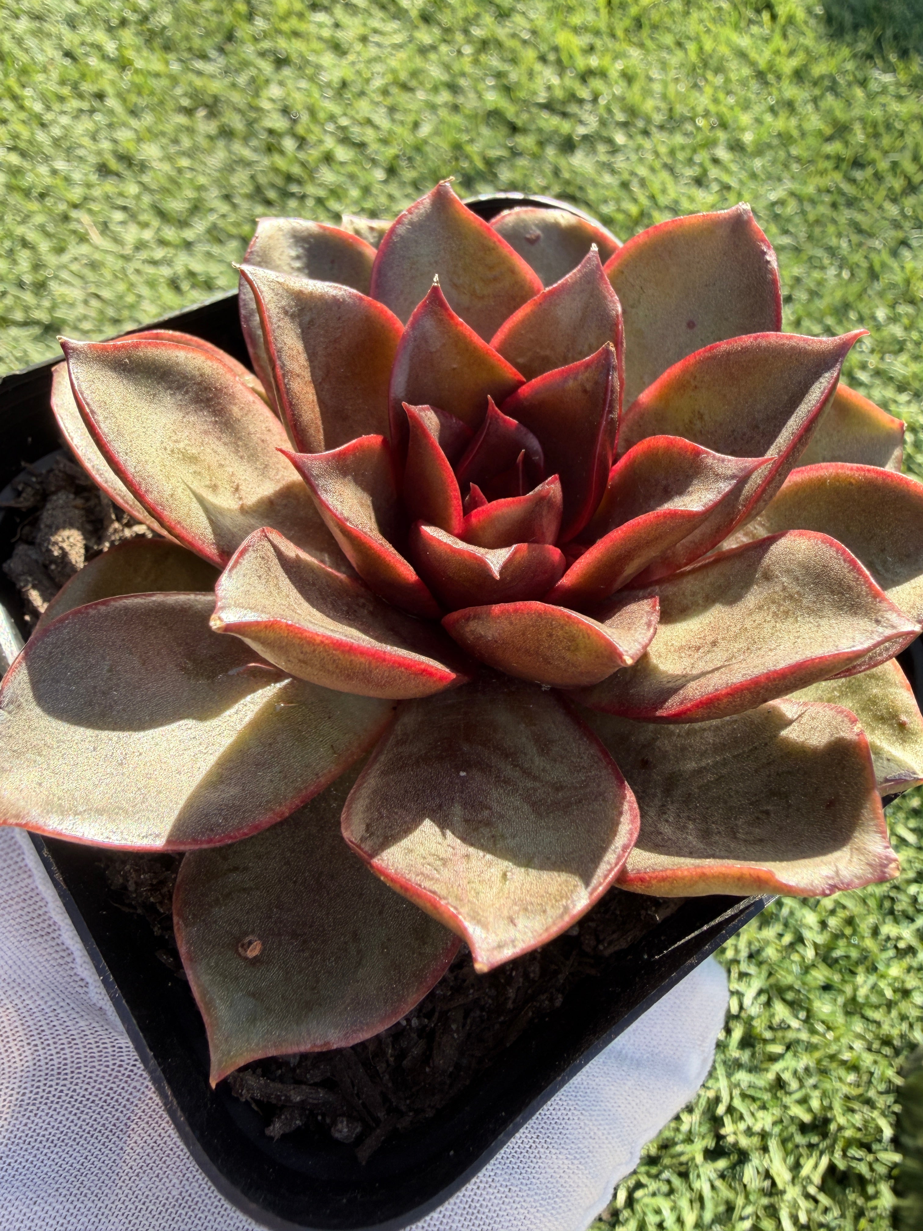 Rare Echeveria ‘Red Rose’ – Korean Collector Succulent | Vibrant Red Rosette | Premium Import