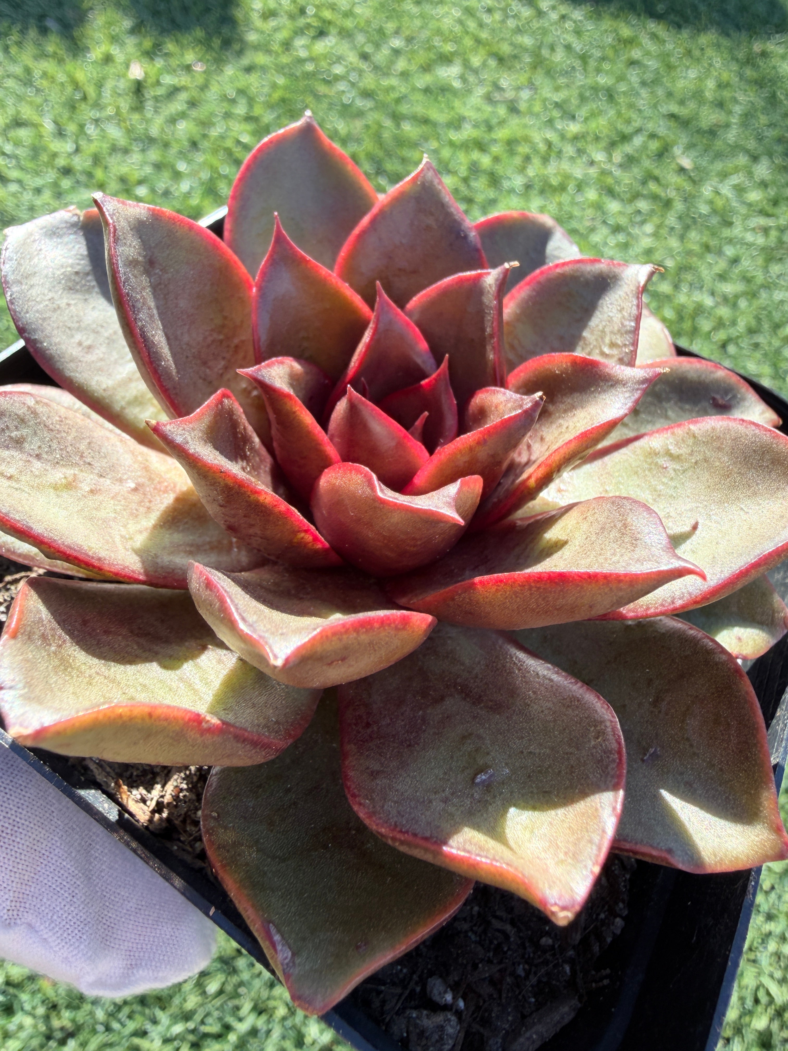 Rare Echeveria ‘Red Rose’ – Korean Collector Succulent | Vibrant Red Rosette | Premium Import