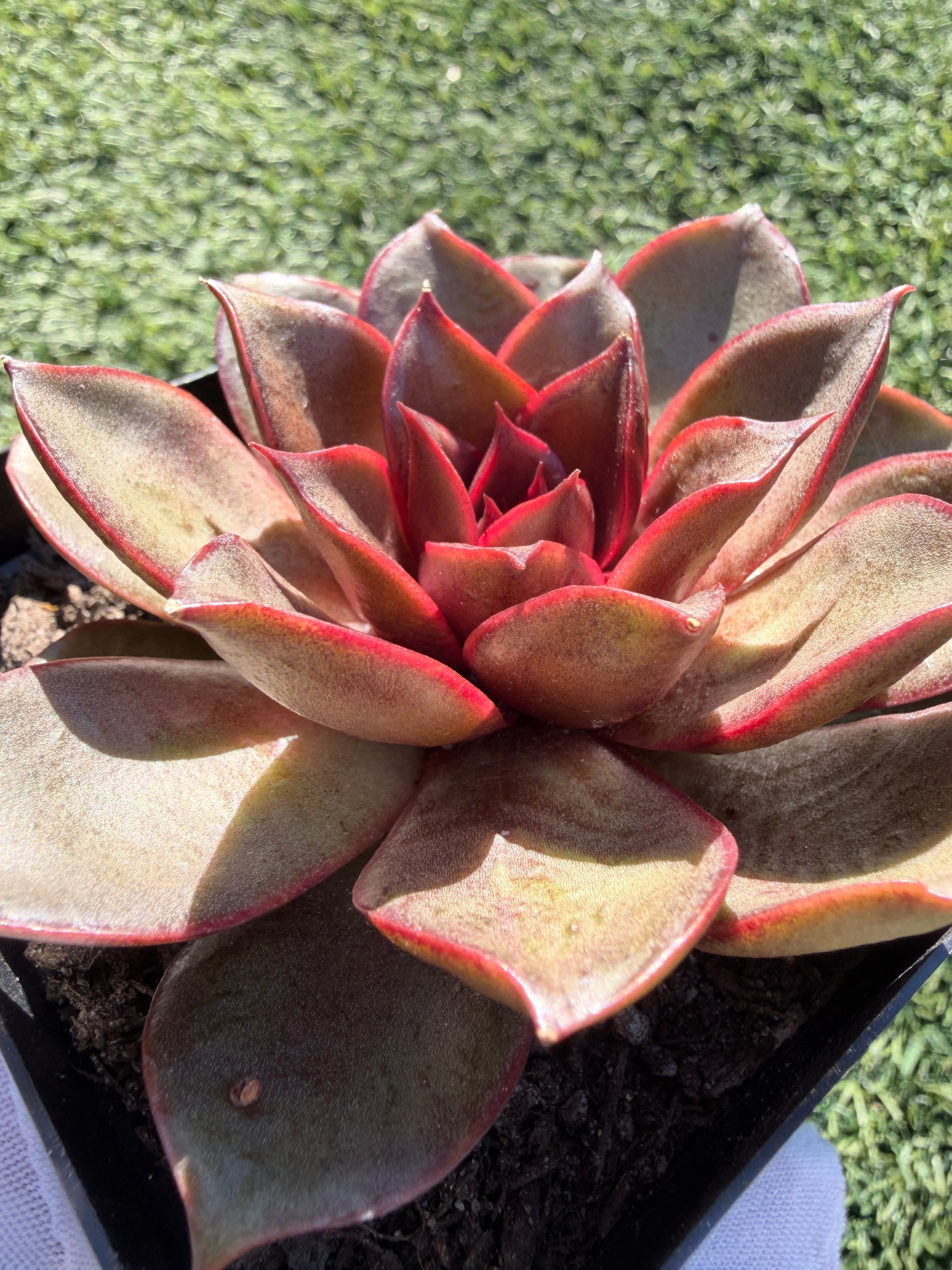 Rare Echeveria ‘Red Rose’ – Korean Collector Succulent | Vibrant Red Rosette | Premium Import