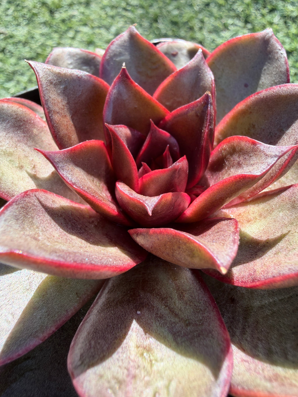 Rare Echeveria ‘Red Rose’ – Korean Collector Succulent | Vibrant Red Rosette | Premium Import