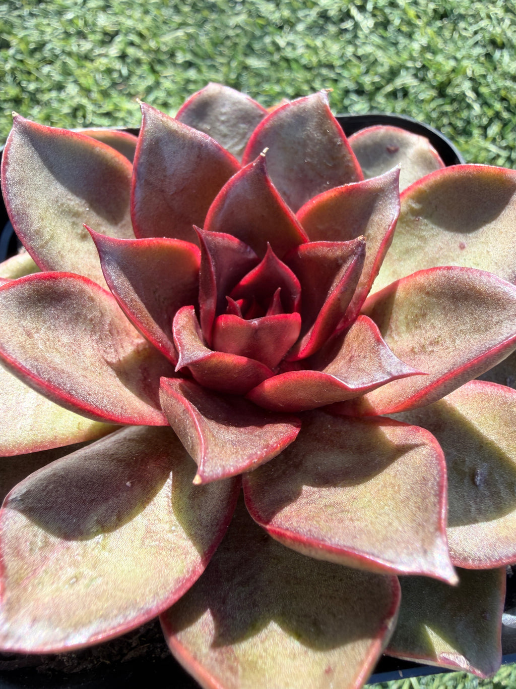 Rare Echeveria ‘Red Rose’ – Korean Collector Succulent | Vibrant Red Rosette | Premium Import