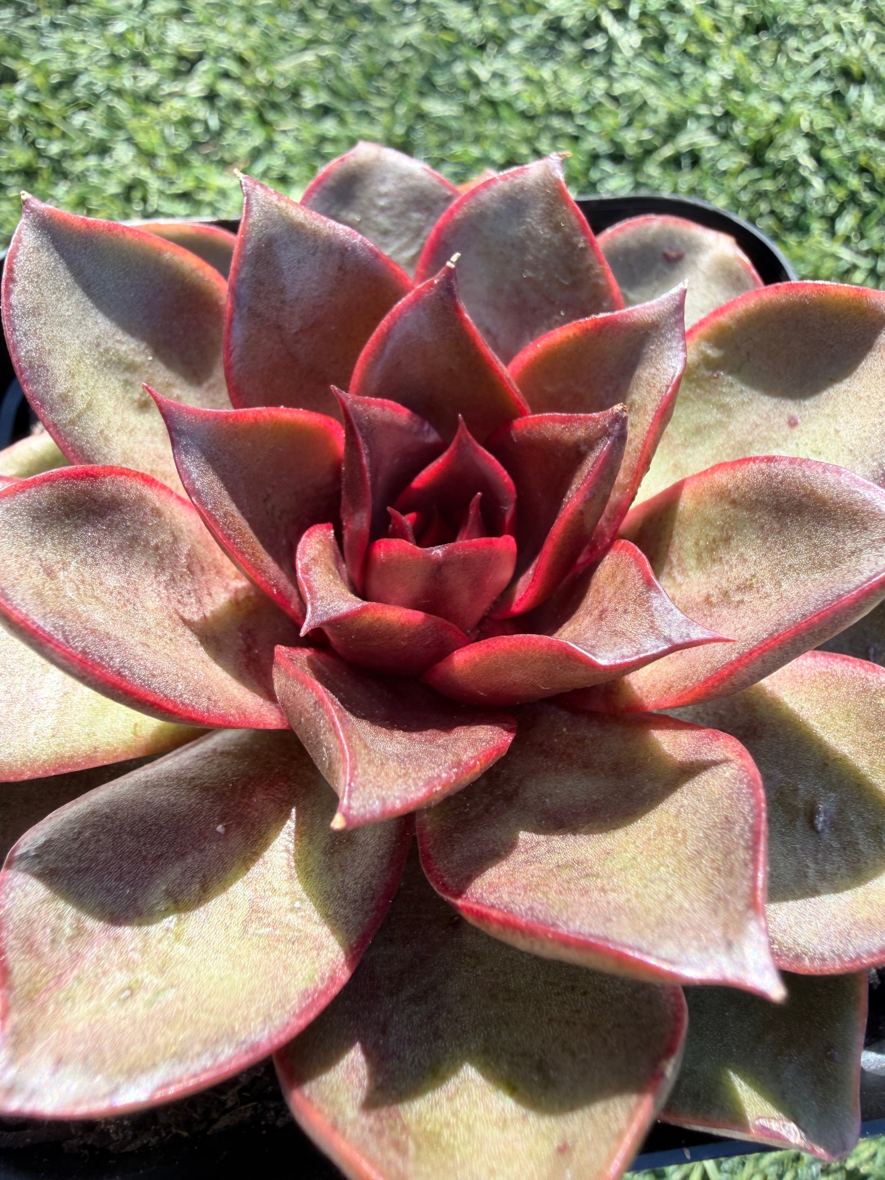 Rare Echeveria ‘Red Rose’ – Korean Collector Succulent | Vibrant Red Rosette | Premium Import