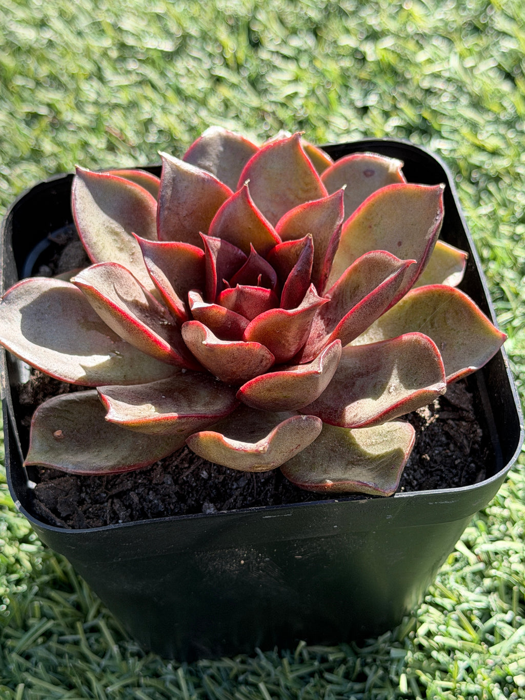 Rare Echeveria ‘Red Rose’ – Korean Collector Succulent | Vibrant Red Rosette | Premium Import