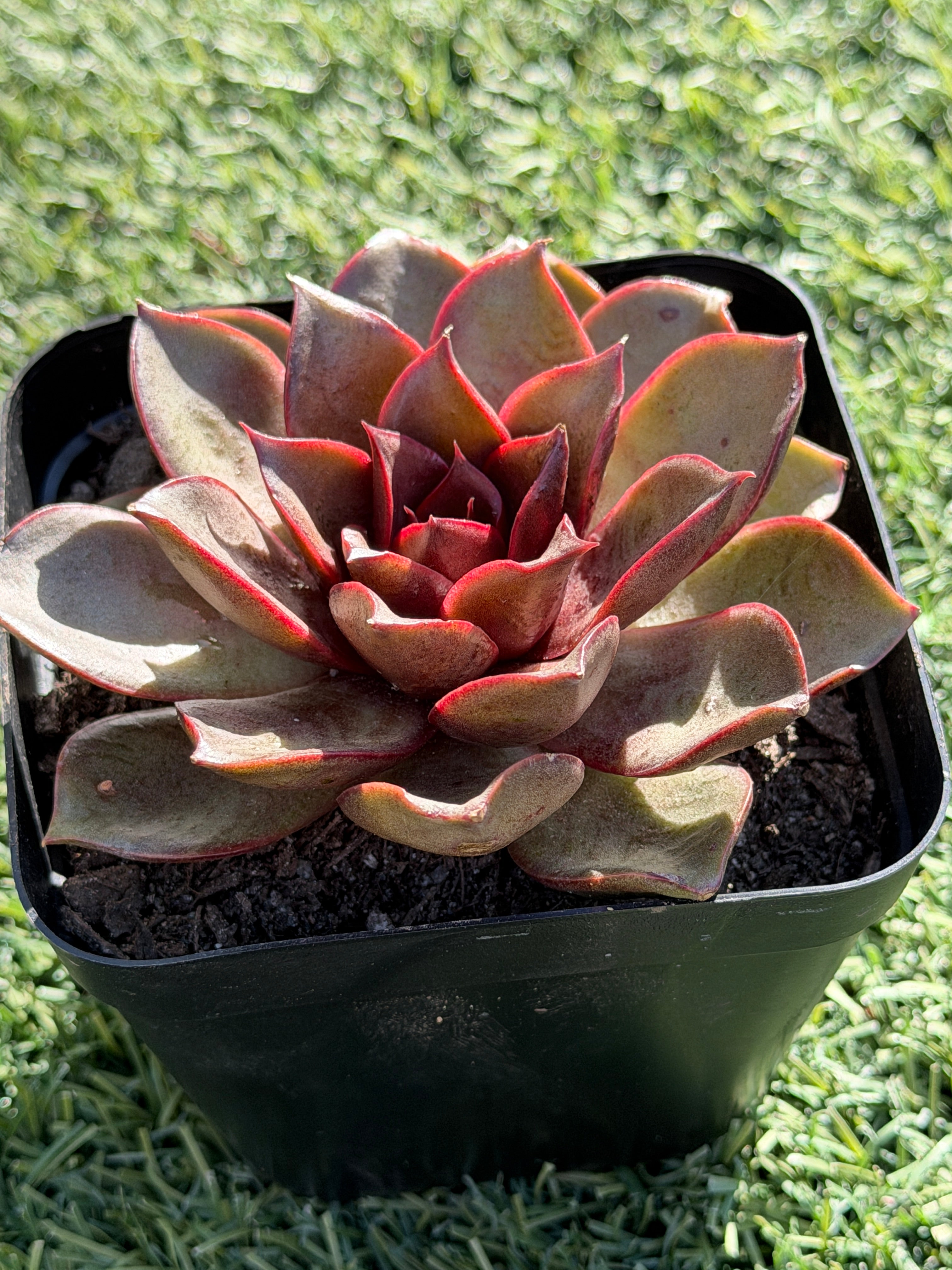 Rare Echeveria ‘Red Rose’ – Korean Collector Succulent | Vibrant Red Rosette | Premium Import